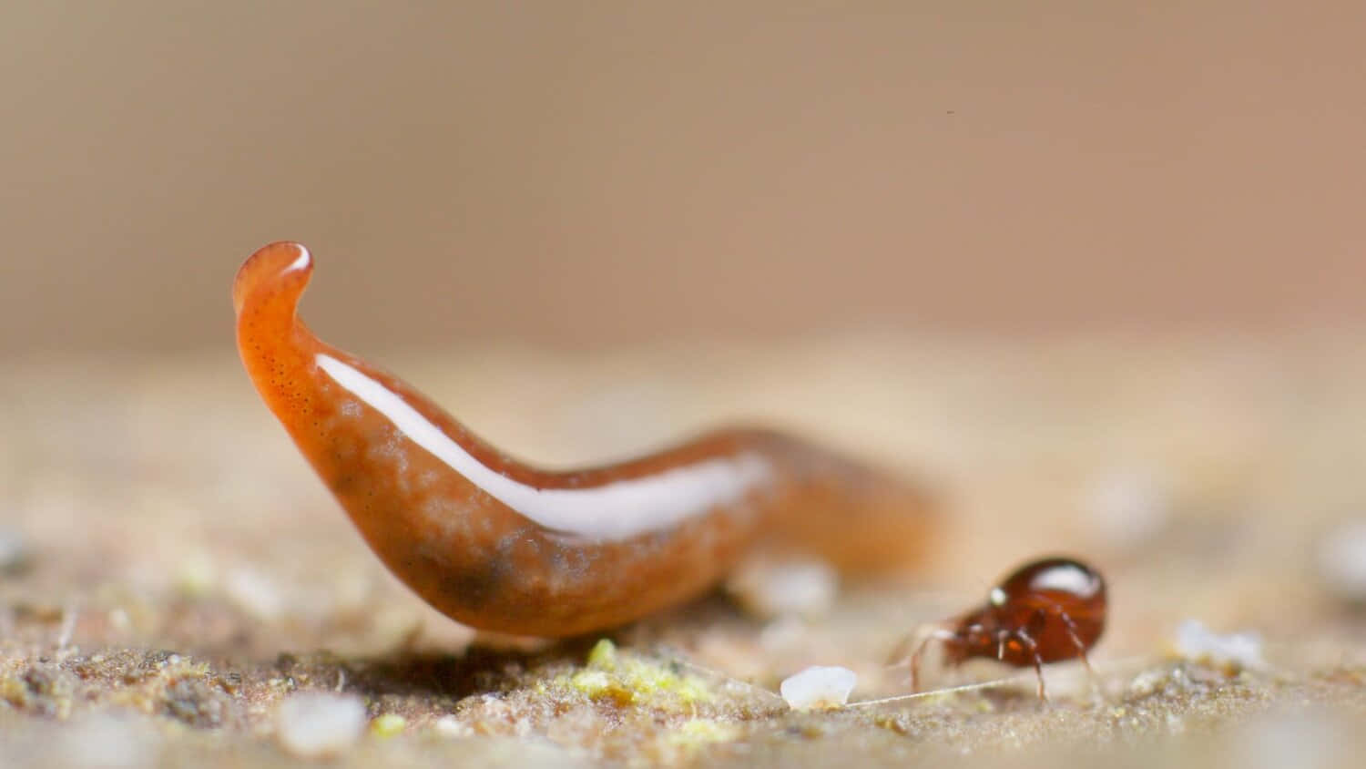 Planarian, amber slug, reddish-brown mite, HD Desktop Wallpaper