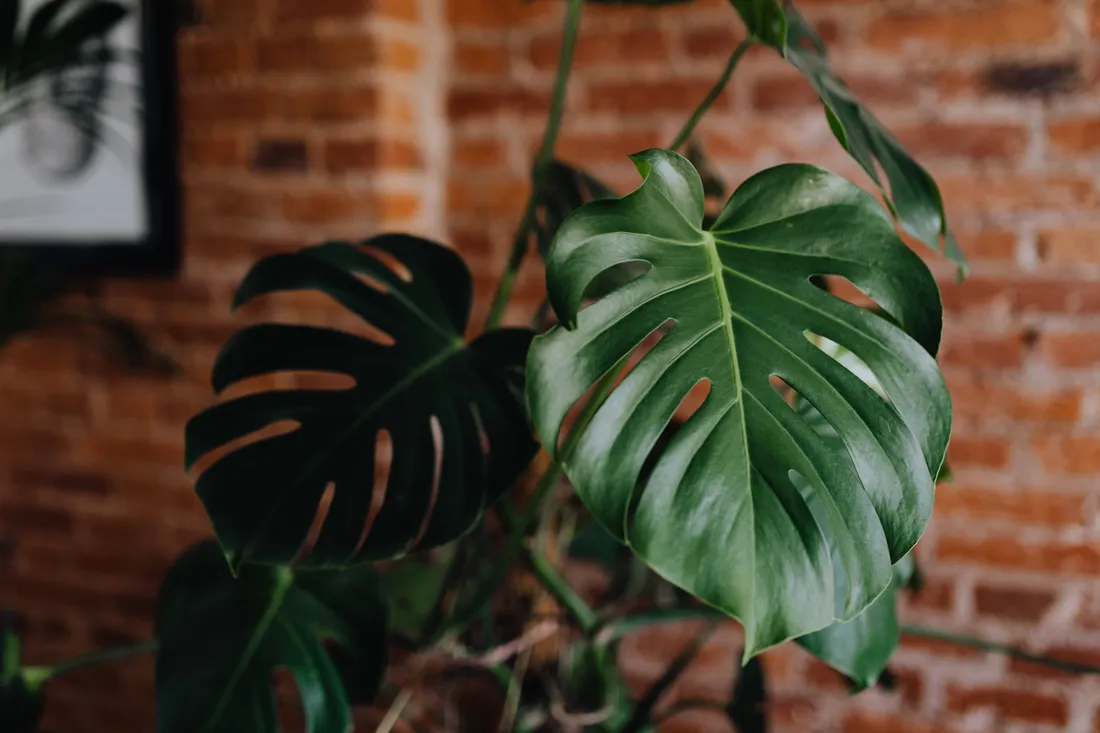 Plant 4K