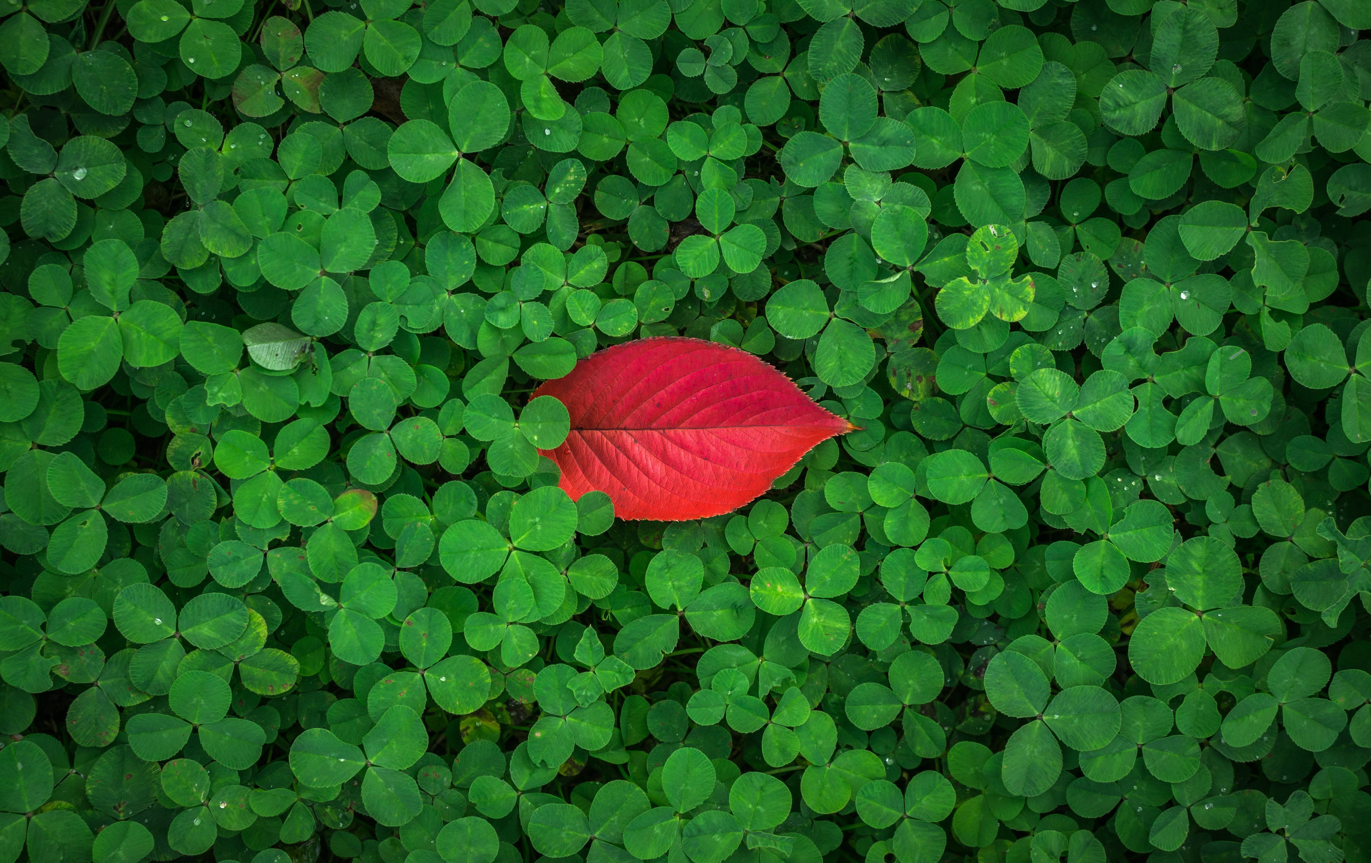 red leaf, clover plant, green clover leaves, 4K Desktop Wallpaper