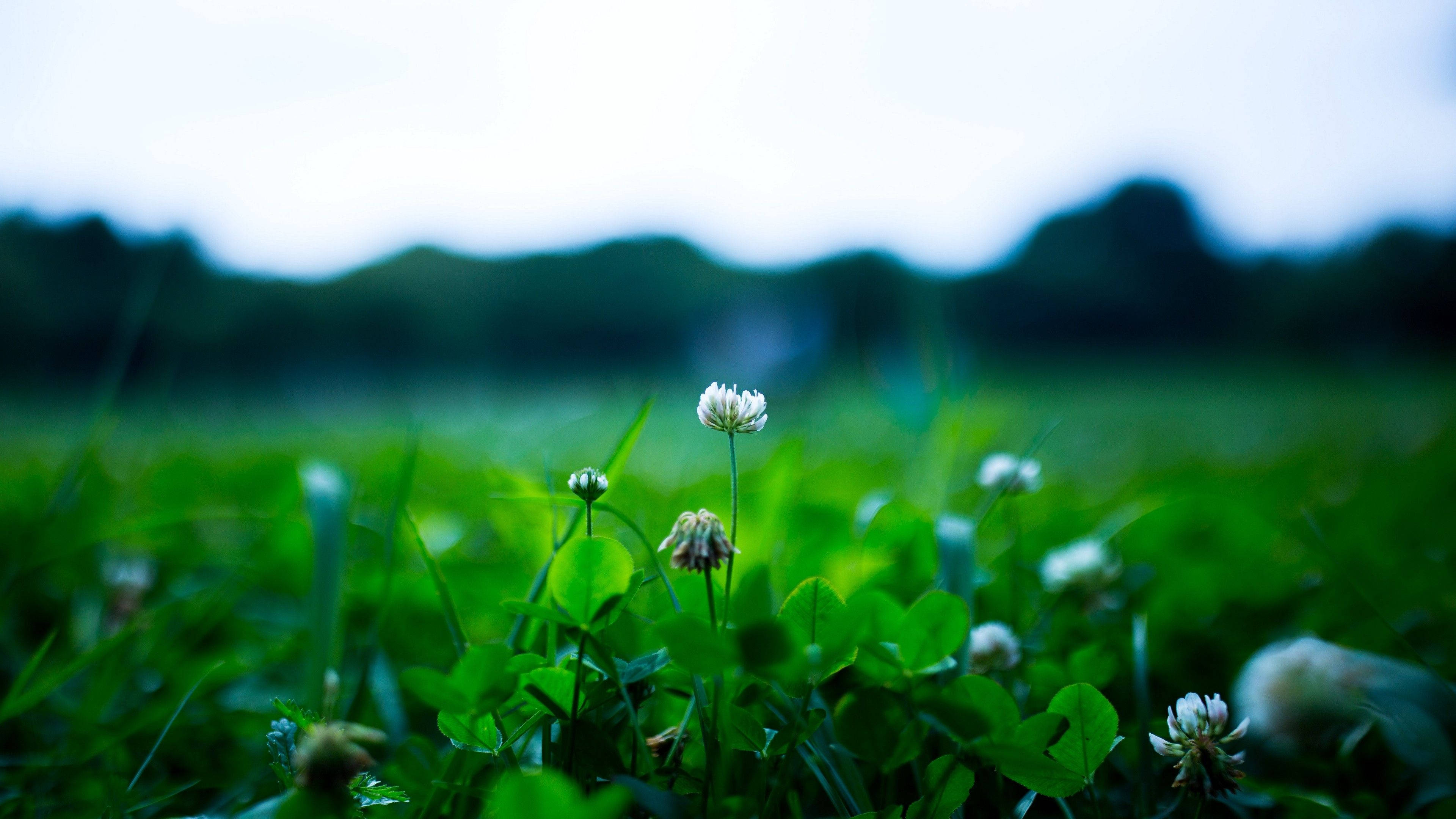 white clover flower, blossoms, vibrant green grass, 4K Desktop Wallpaper