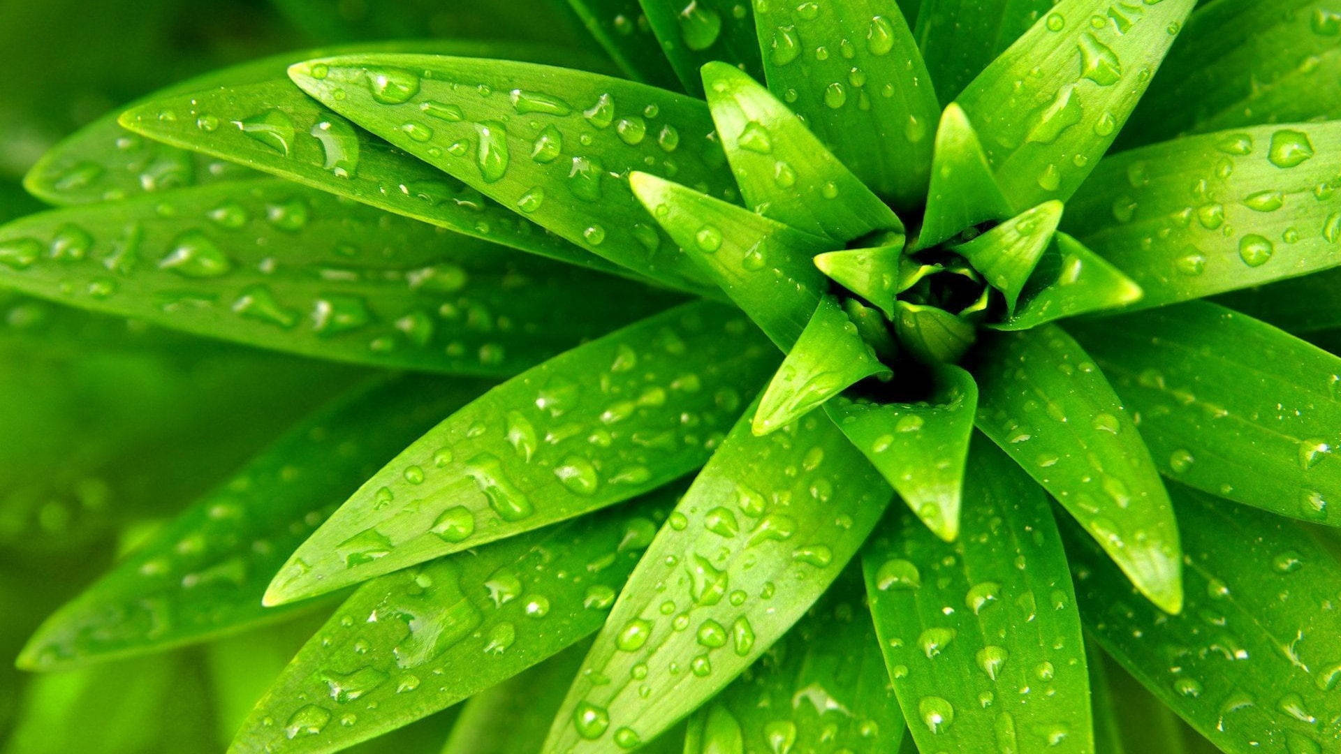 overlapping green leaves, vibrant green plant leaves, fresh water droplets, Full HD Desktop Wallpaper