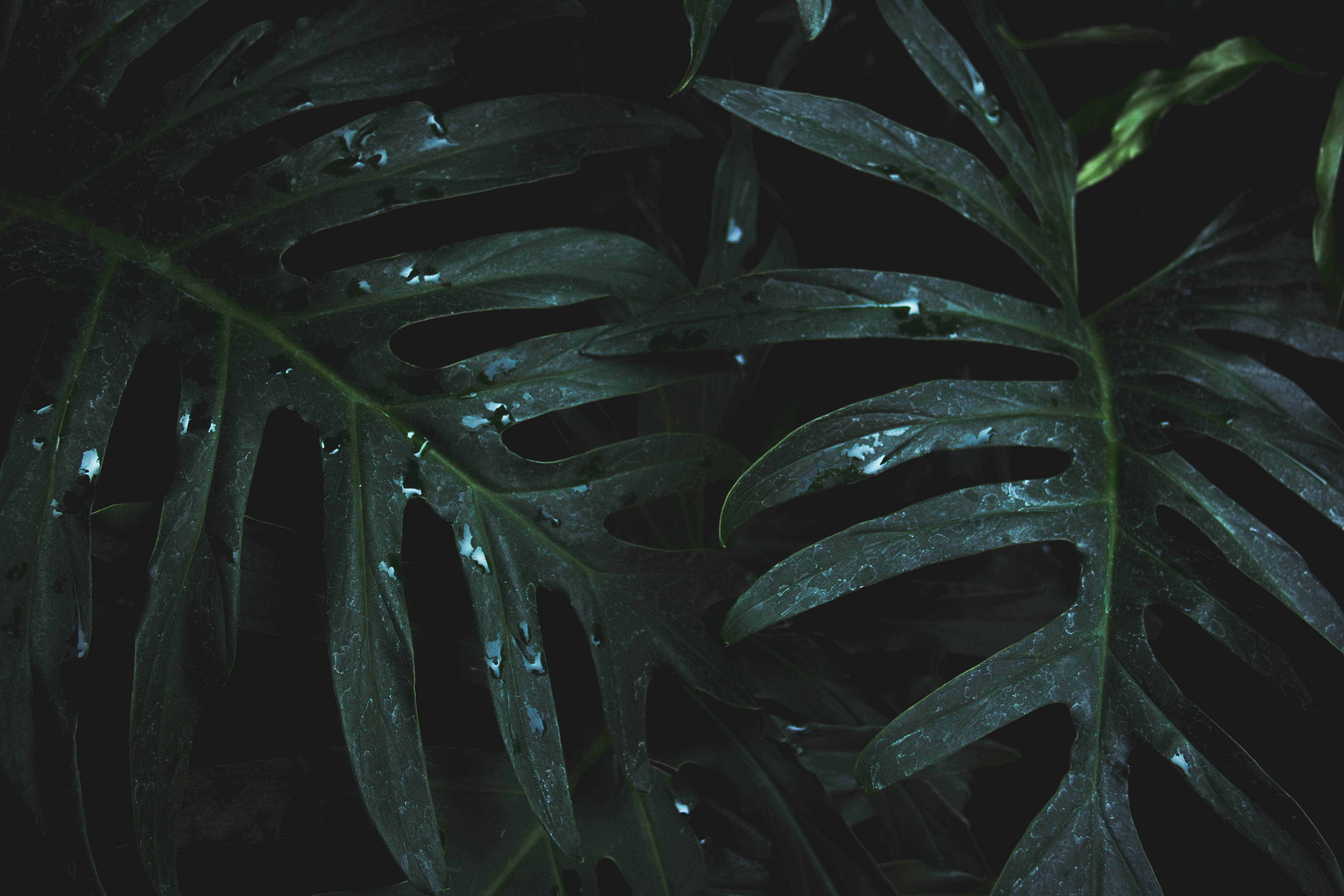 monstera leaves, raindrops, deep black background, 5K Desktop Wallpaper
