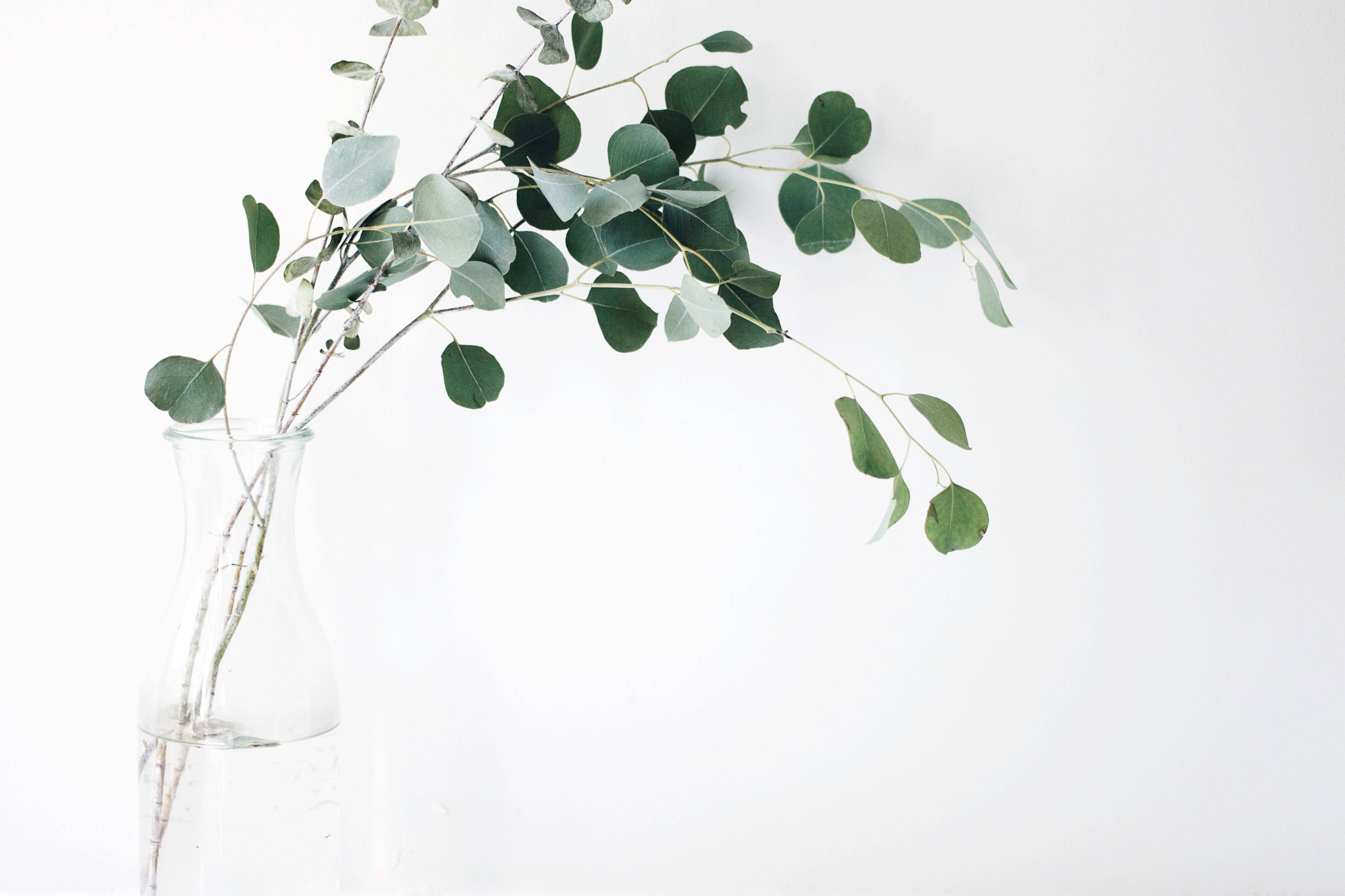 eucalyptus cinerea, clear glass vase, silver-green leaves, 4K Desktop Wallpaper