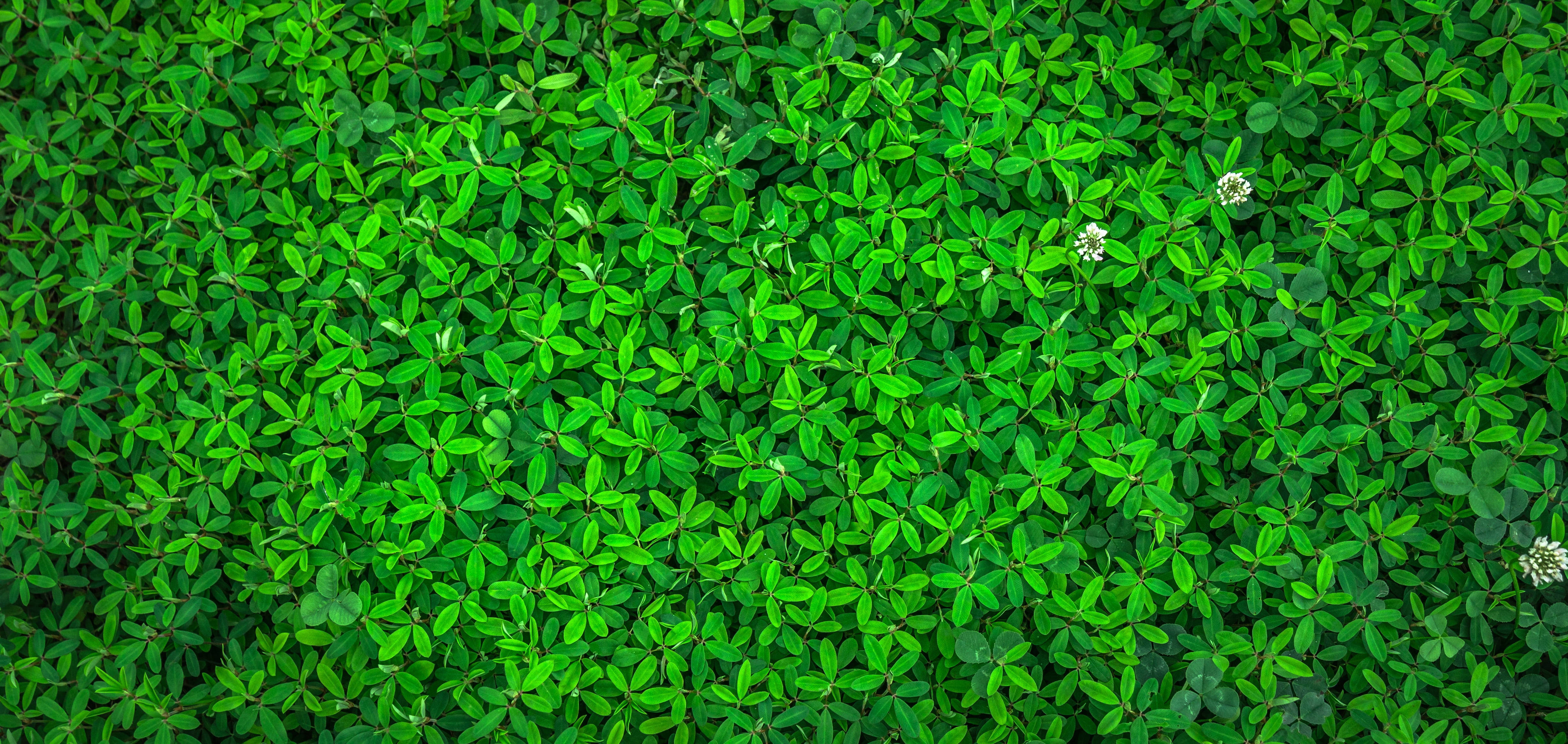 bed of green grass, vibrant green clover leaves, scattered white flowers, 4K Desktop Wallpaper