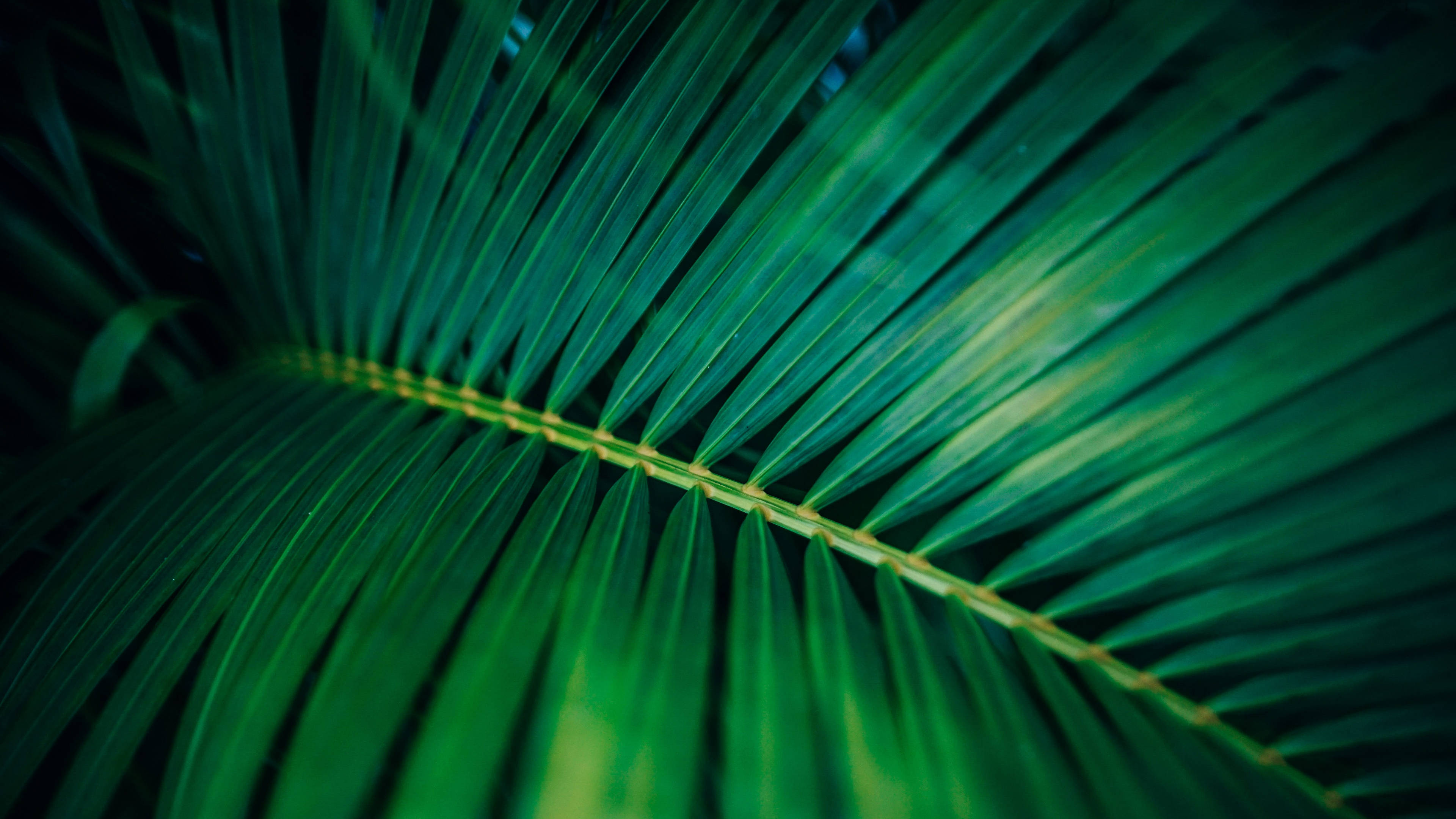 palm leaf, vibrant green, sharp ridges, 4K Desktop Wallpaper
