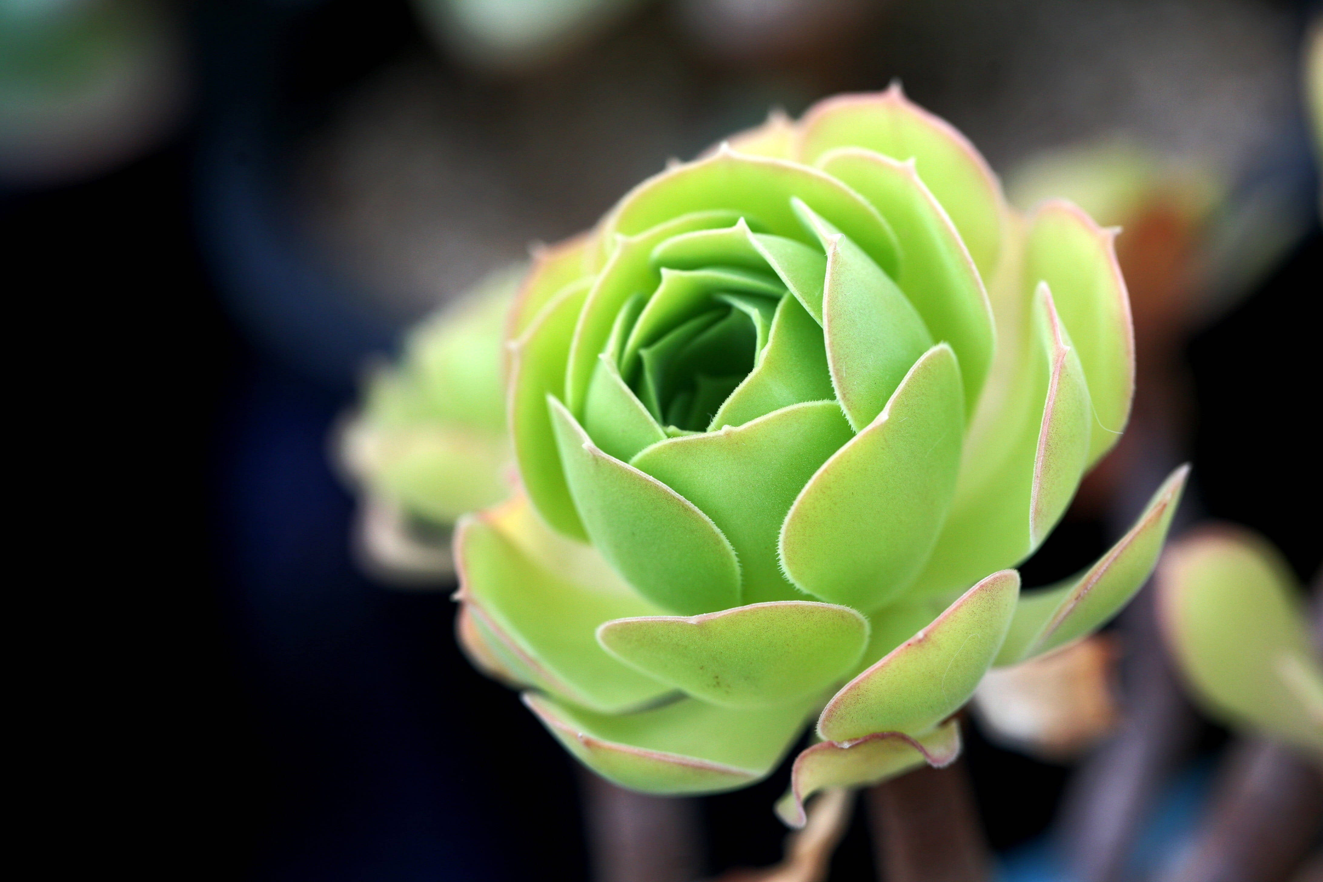 green leaves, succulent, layered leaves, 4K Desktop Wallpaper