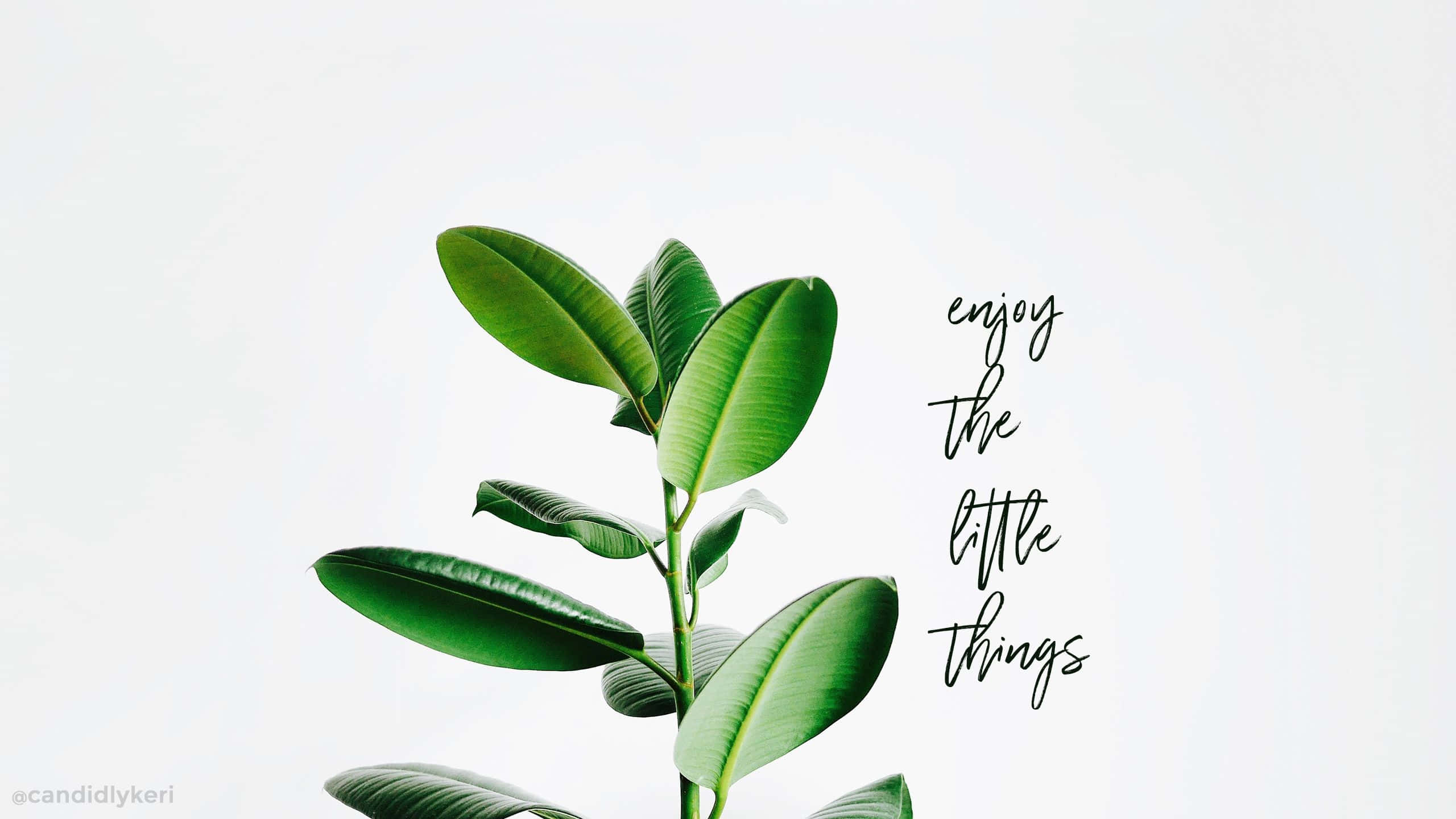rubber plant, glossy leaves, soft white background, 2K Desktop Wallpaper