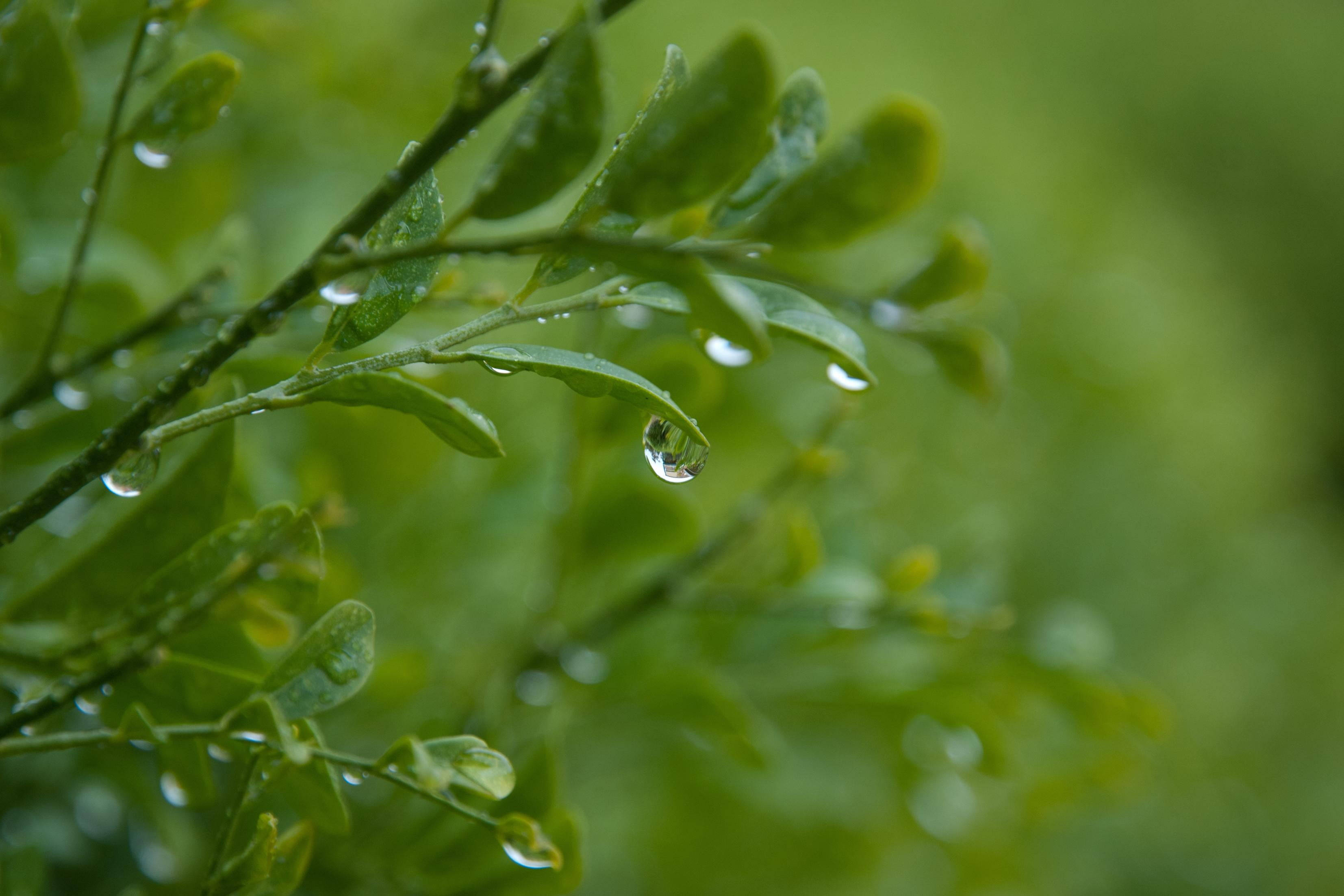 dripping green leaves, vibrant green leaves, fresh raindrops, 2K Desktop Wallpaper