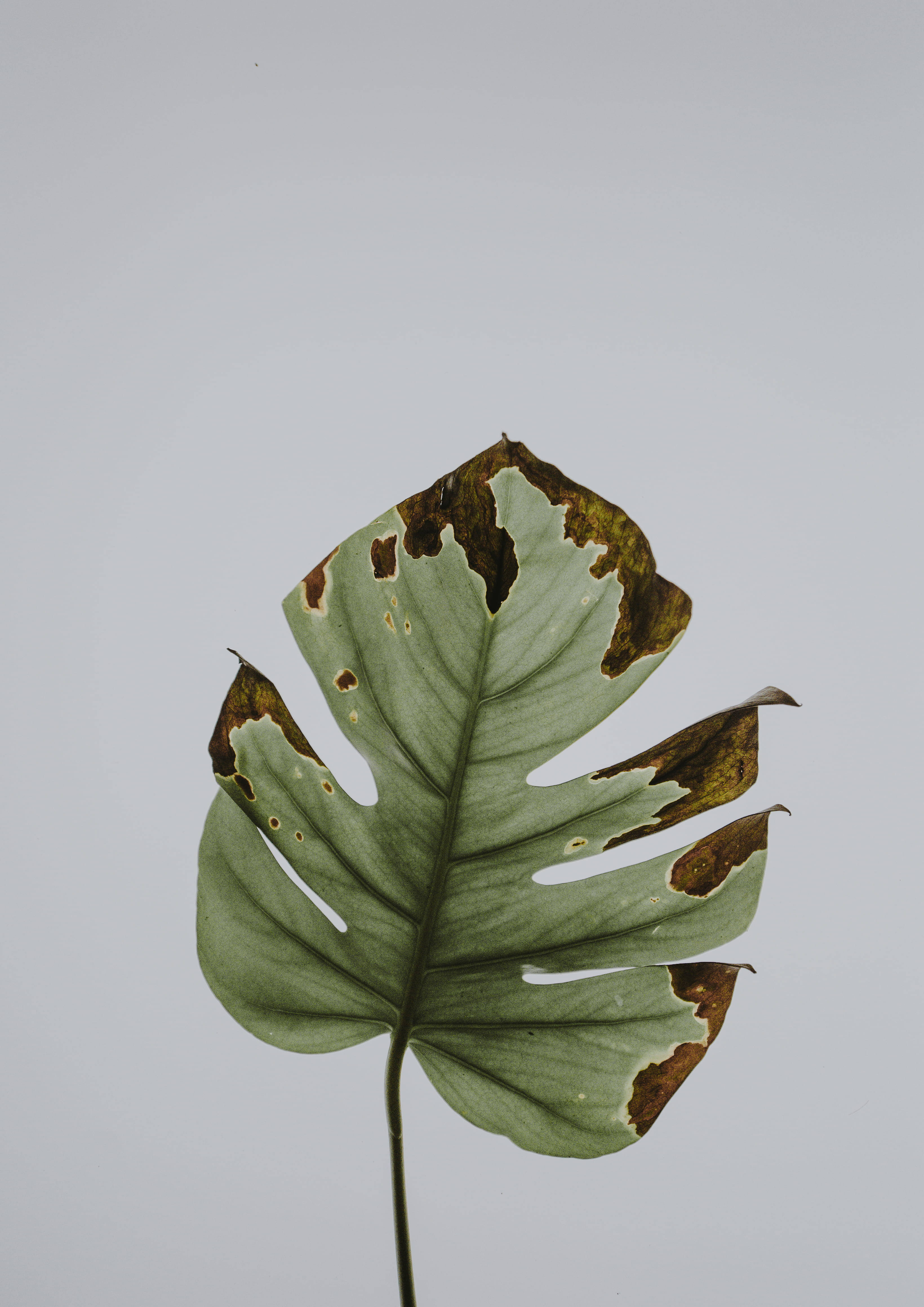 monstera leaf, brown decayed edges, plain gray background, 4K Phone Wallpaper