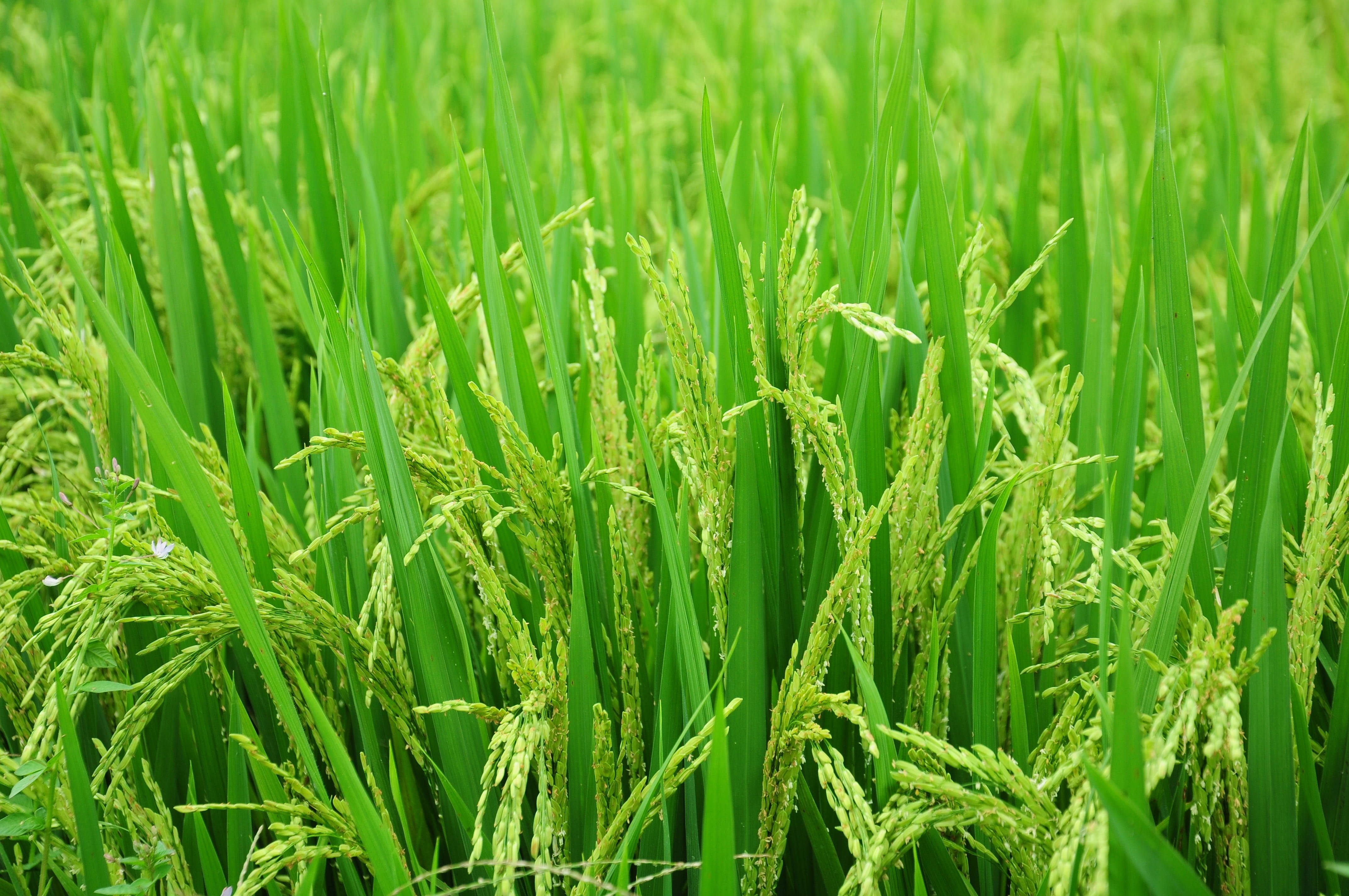rice green leaves, lush green rice plants, golden seed heads, 4K Desktop Wallpaper