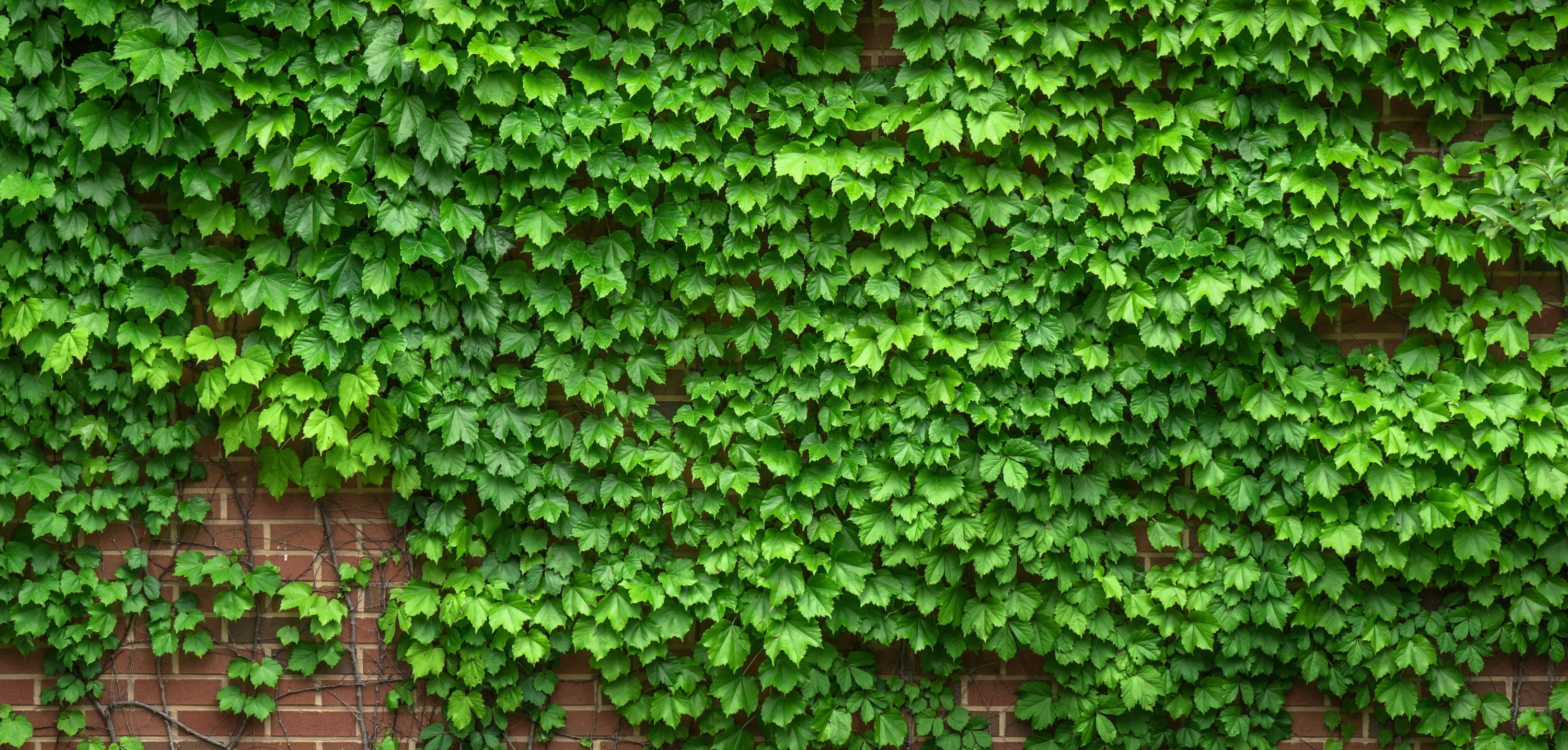 common ivy plant, 4K desktop background, vibrant green ivy leaves, 2K Desktop Wallpaper