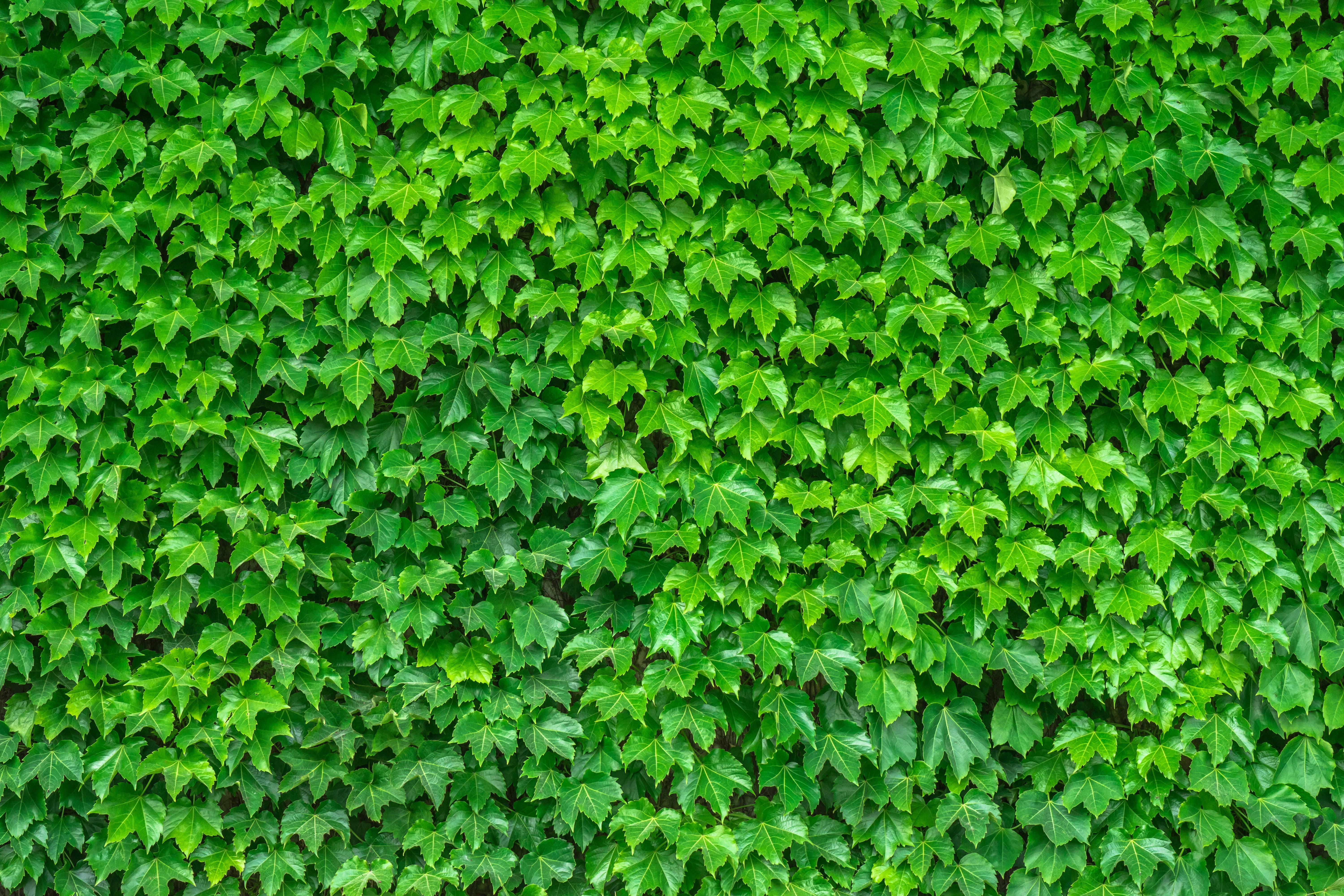 ivy, vibrant green, dense wall, 5K Desktop Wallpaper