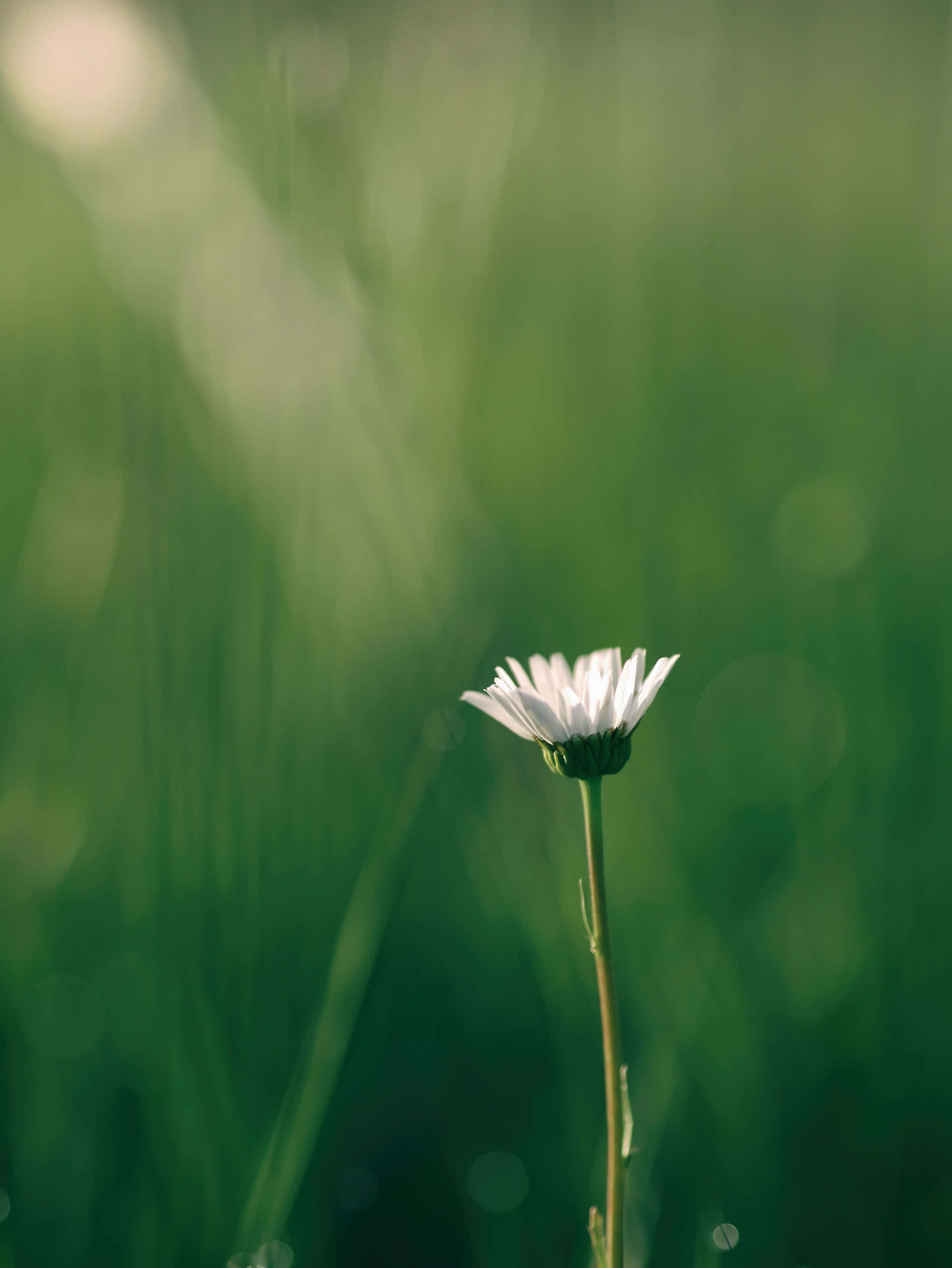 white daisy, sunlit field, green grass, Full HD Phone Wallpaper
