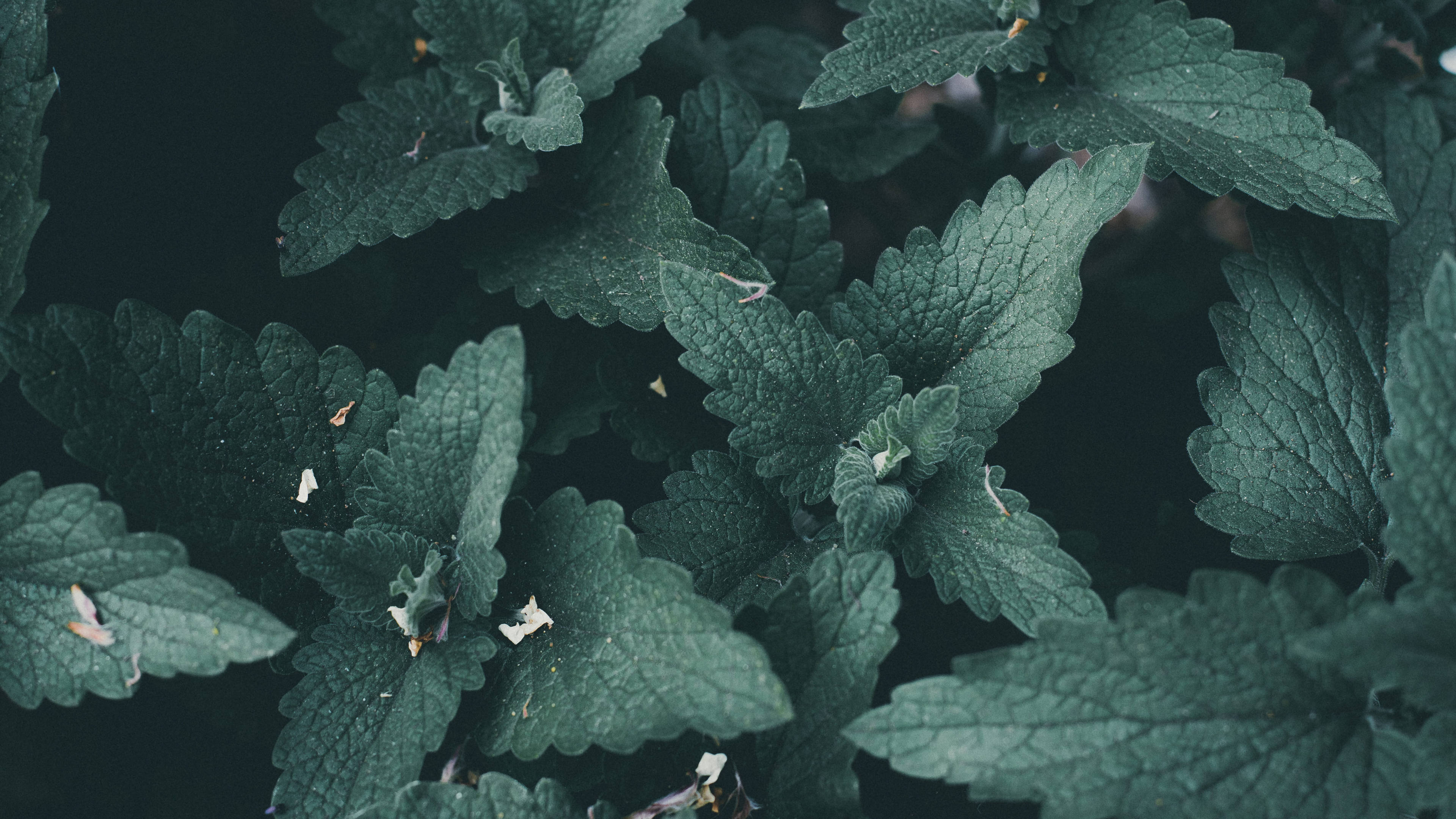 mint leaves, lush green, serrated edges, 4K Desktop Wallpaper