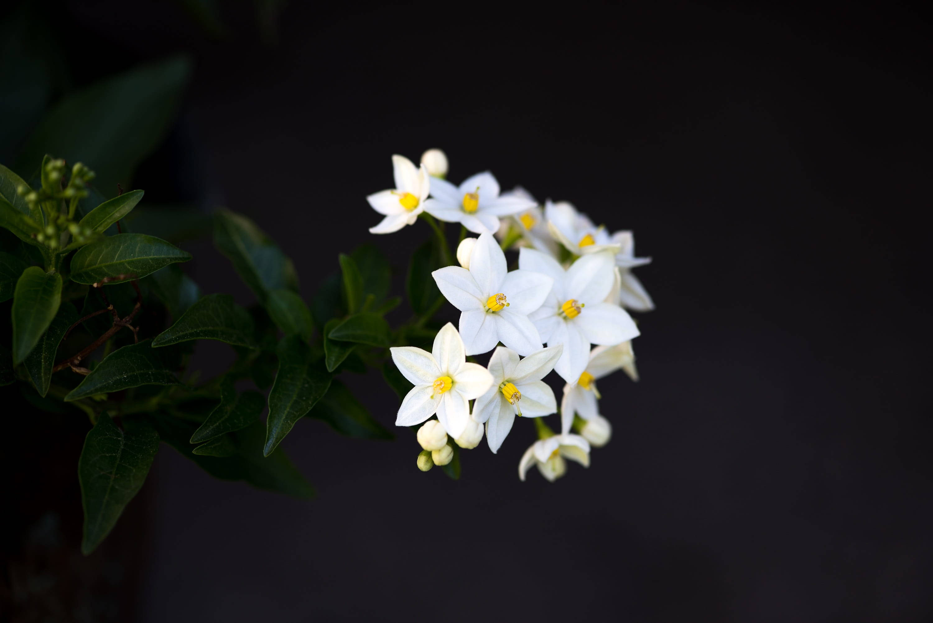 potato, green leaves, white flowers, 2K Desktop Wallpaper