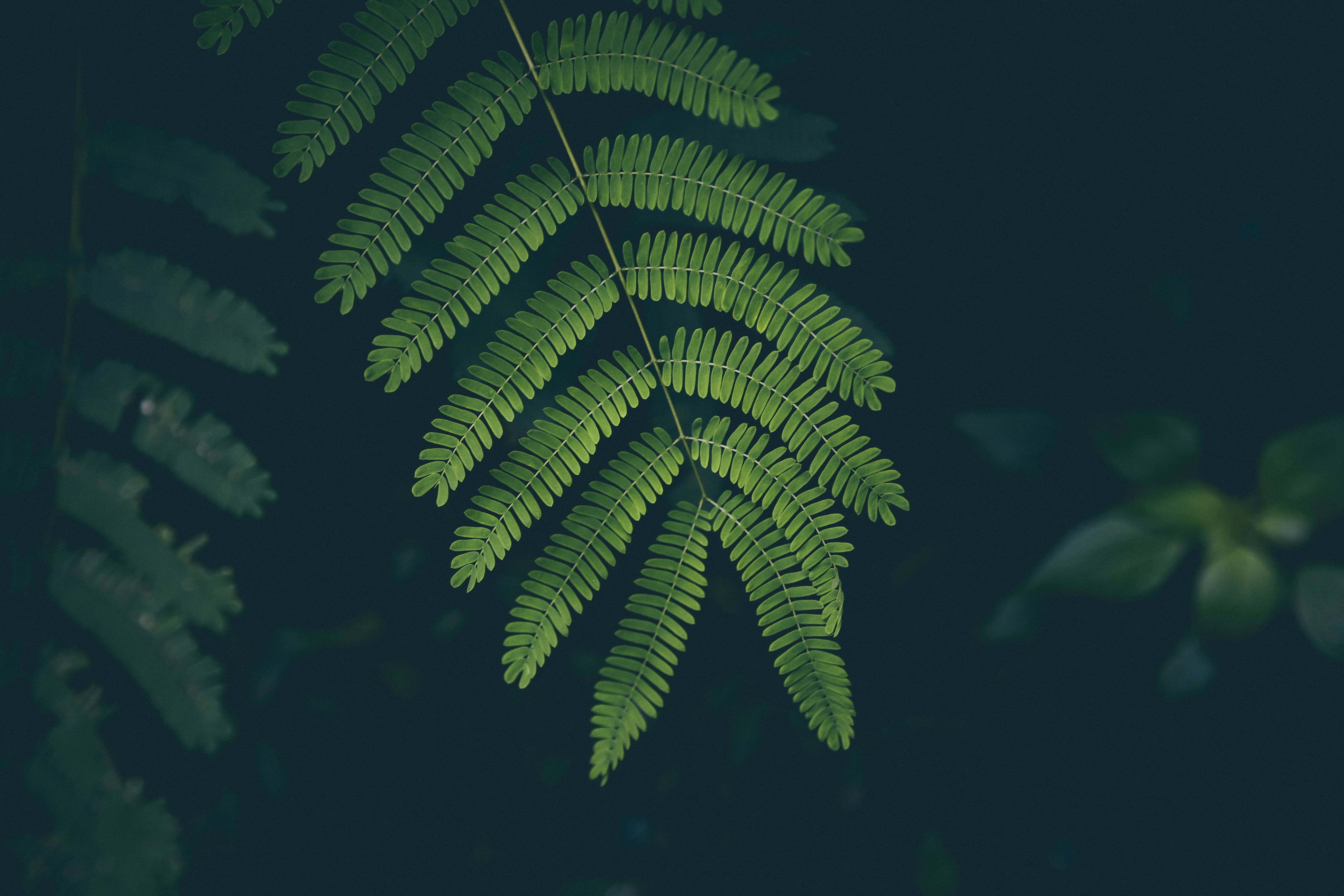 fern plant, 4K desktop background, vibrant green, 4K Desktop Wallpaper