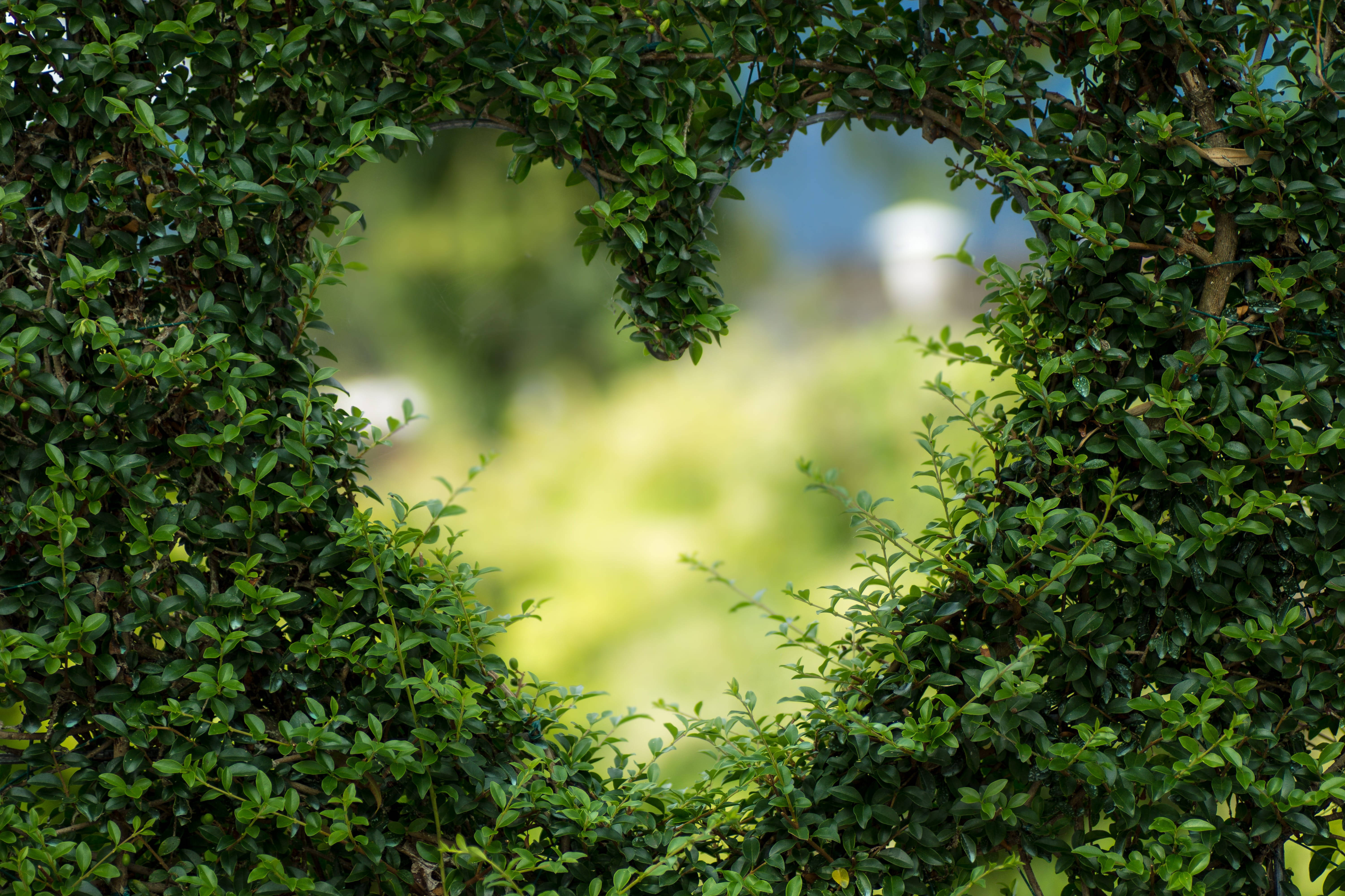heart shape cutout, hedge frame, soft blurred garden scene, 5K Desktop Wallpaper
