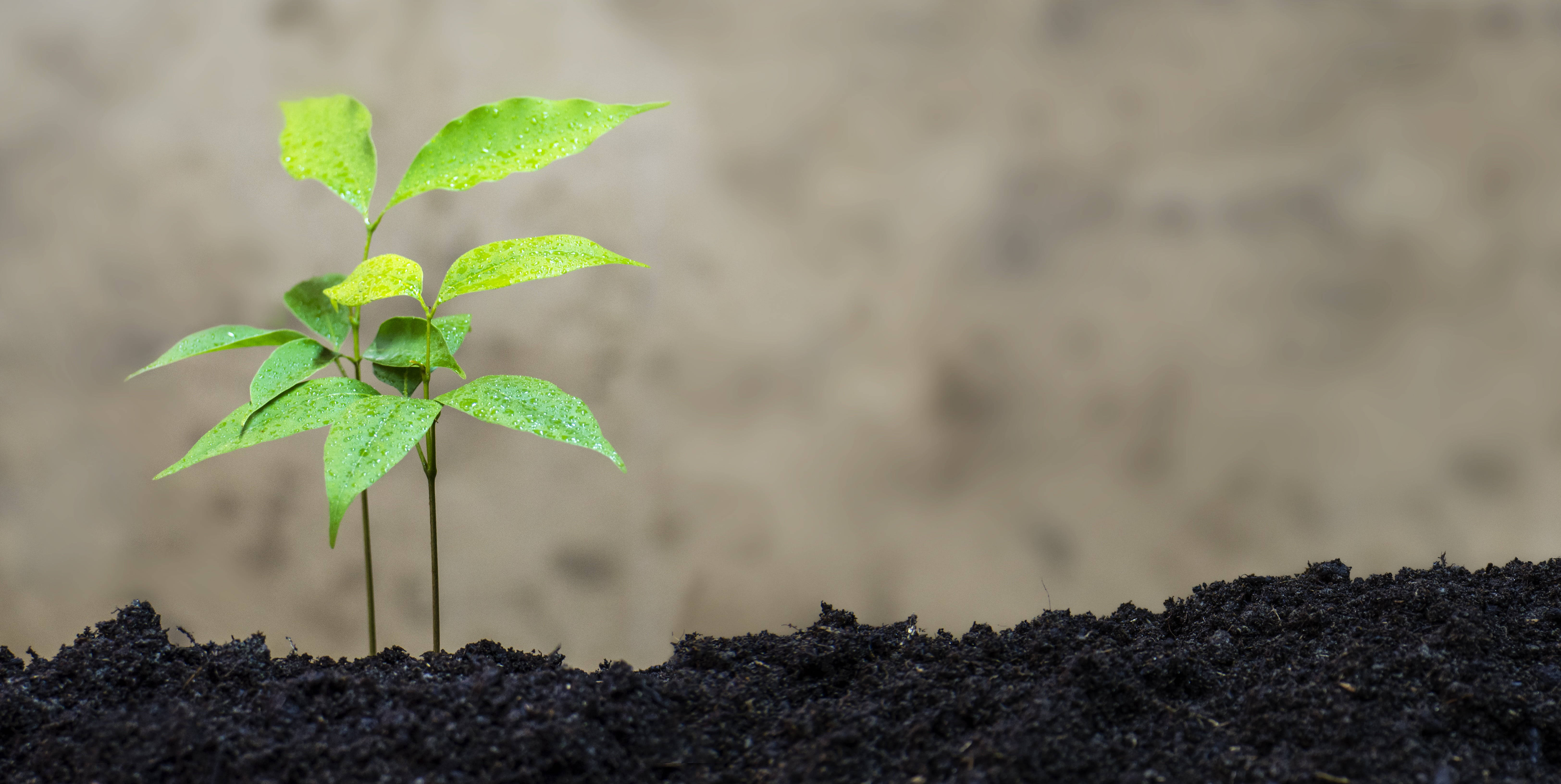 green leaves, dark earth, vibrant green sapling, 5K Desktop Wallpaper