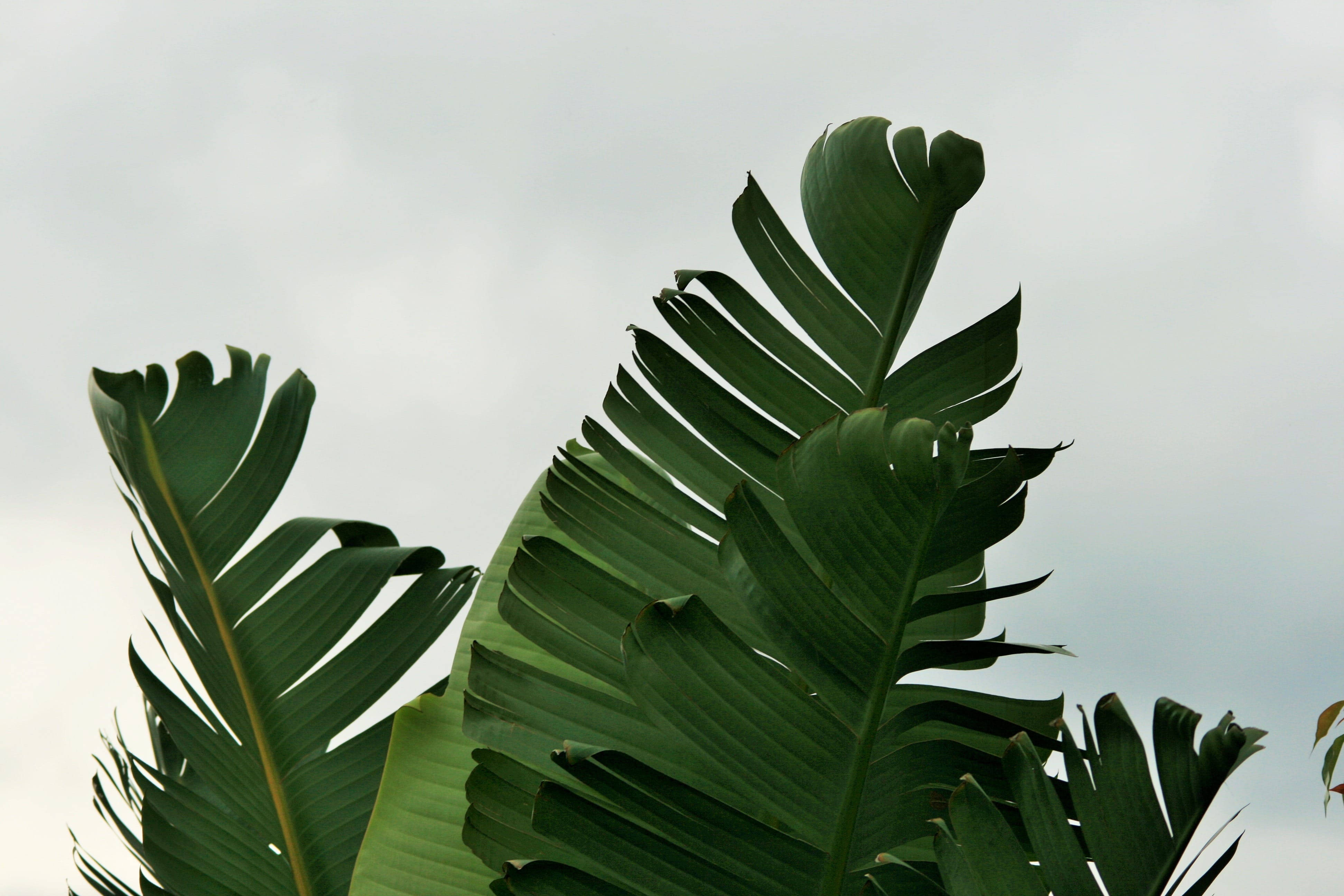 banana tree, green leaves, deep green veins, 4K Desktop Wallpaper