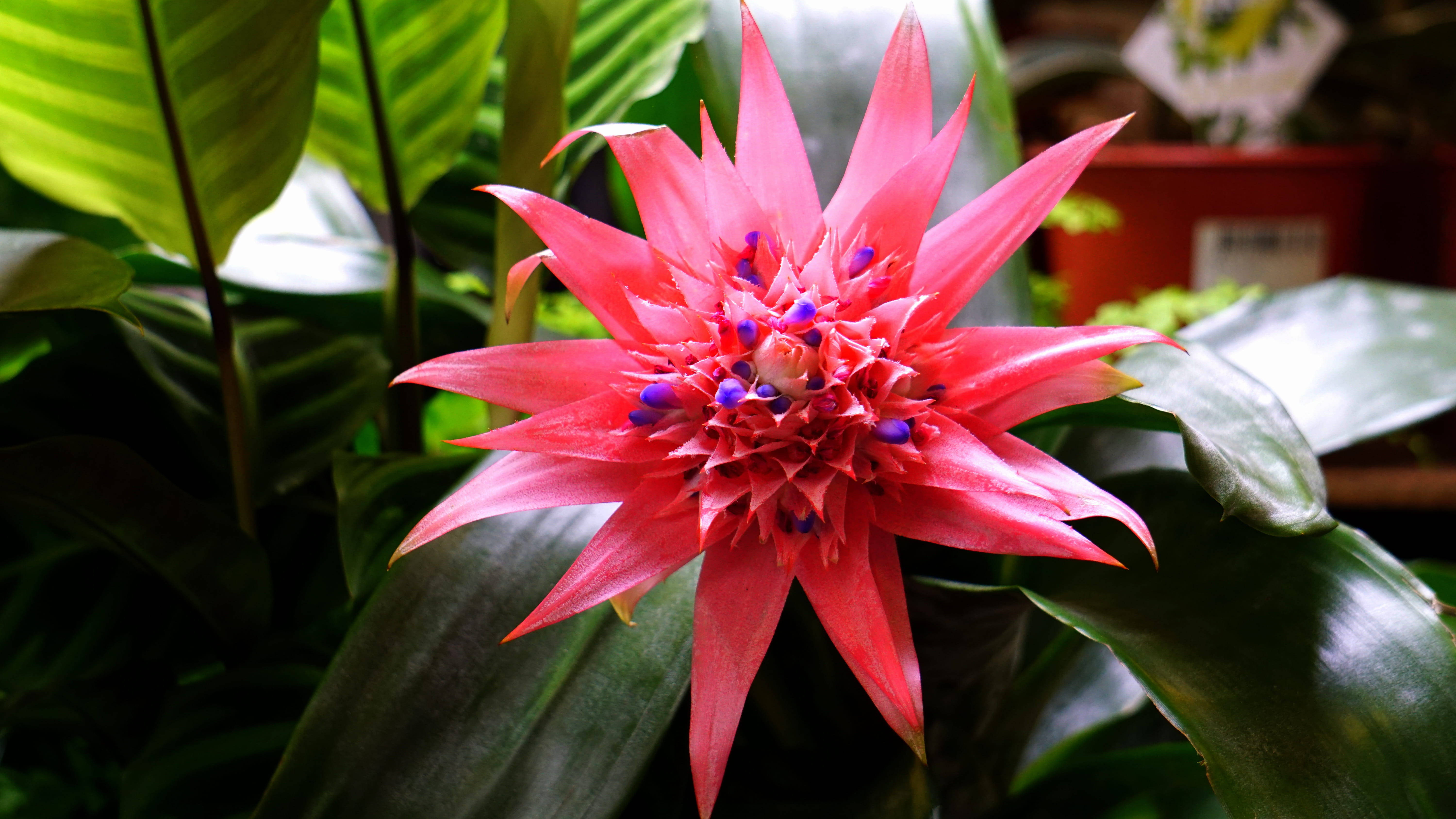 bromeliad flower, purple centers, lush green foliage, 5K Desktop Wallpaper