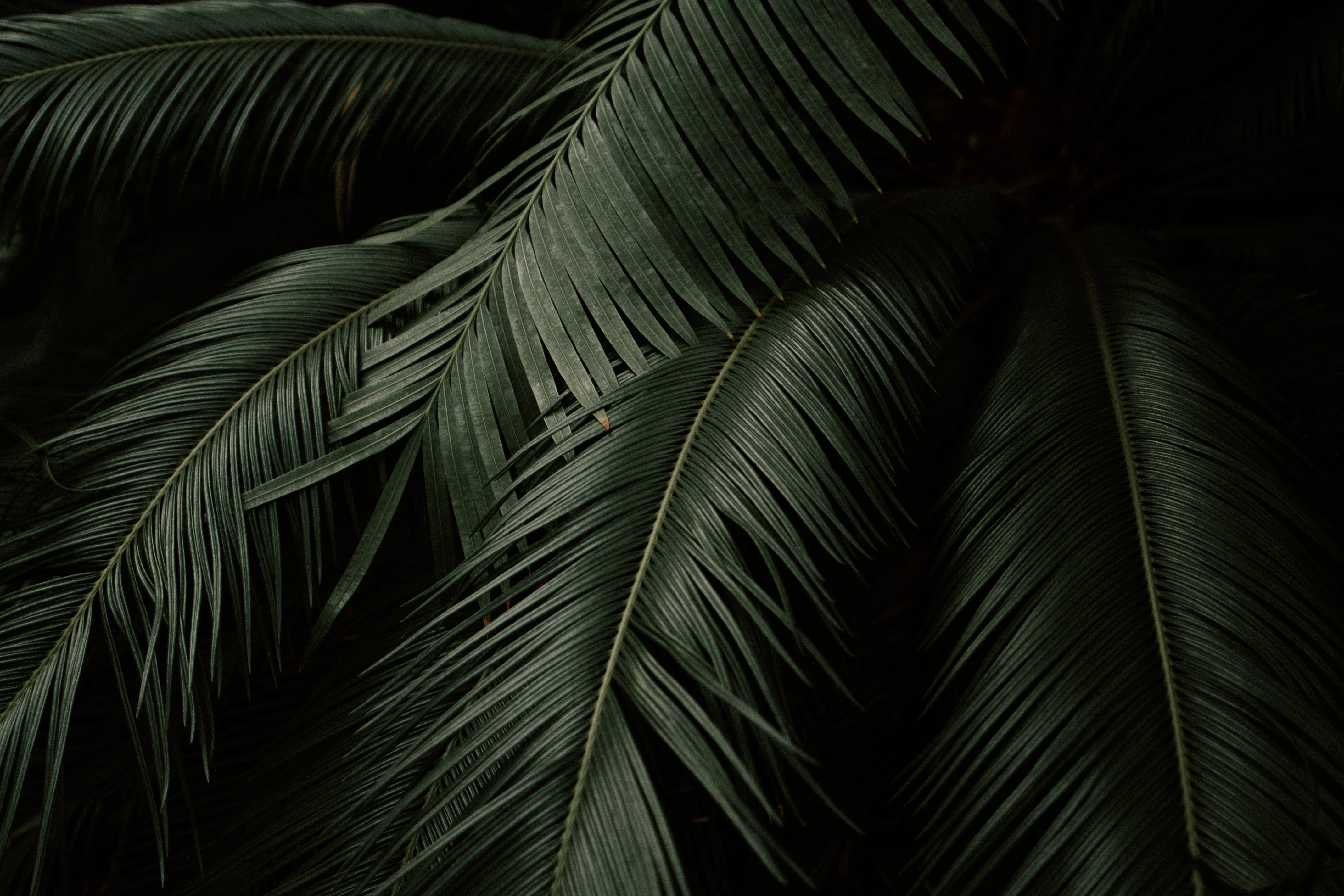 palm leaves, plant, 4K, 4K Desktop Wallpaper