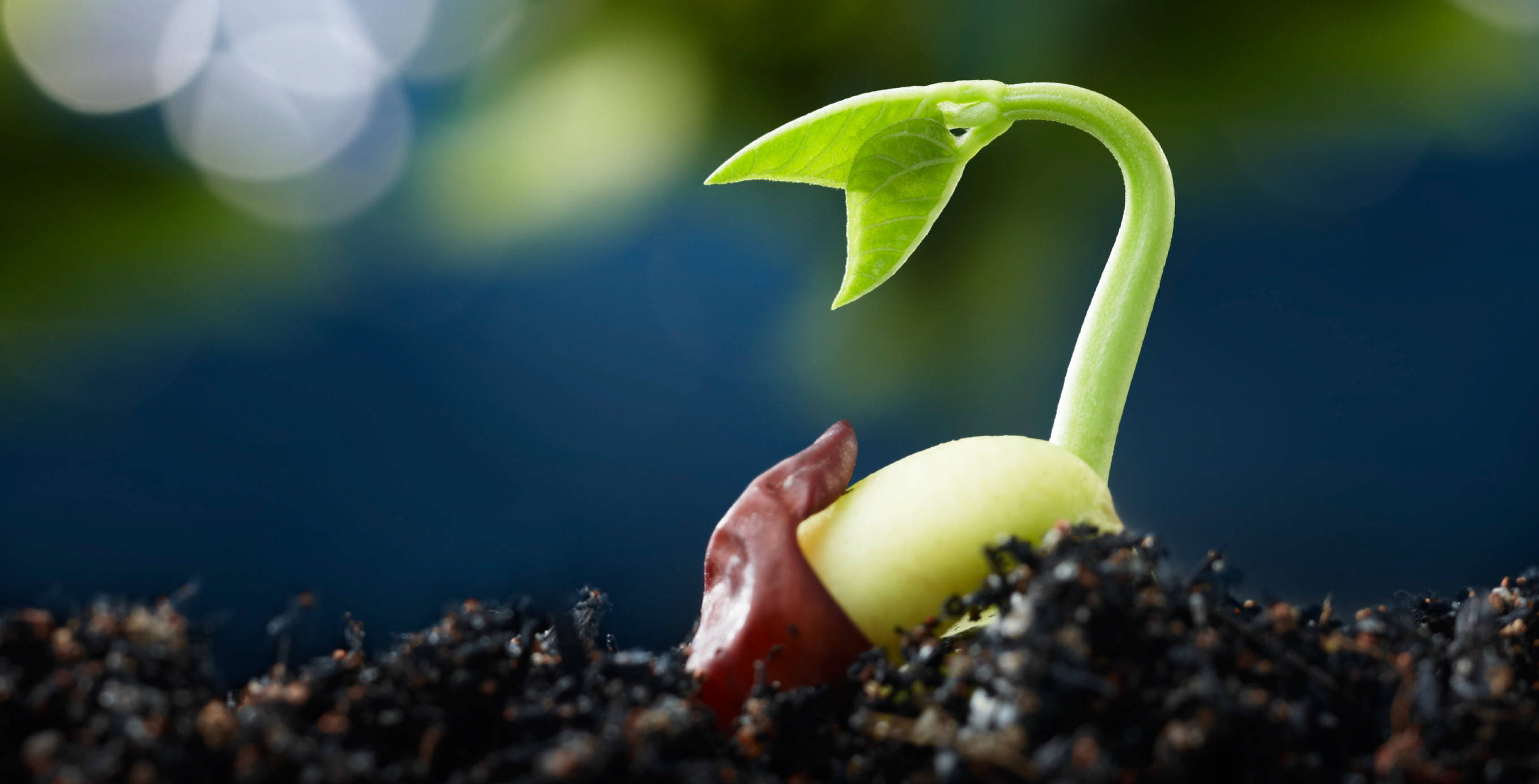 sapling, green leaves, rich dark soil, 2K Desktop Wallpaper