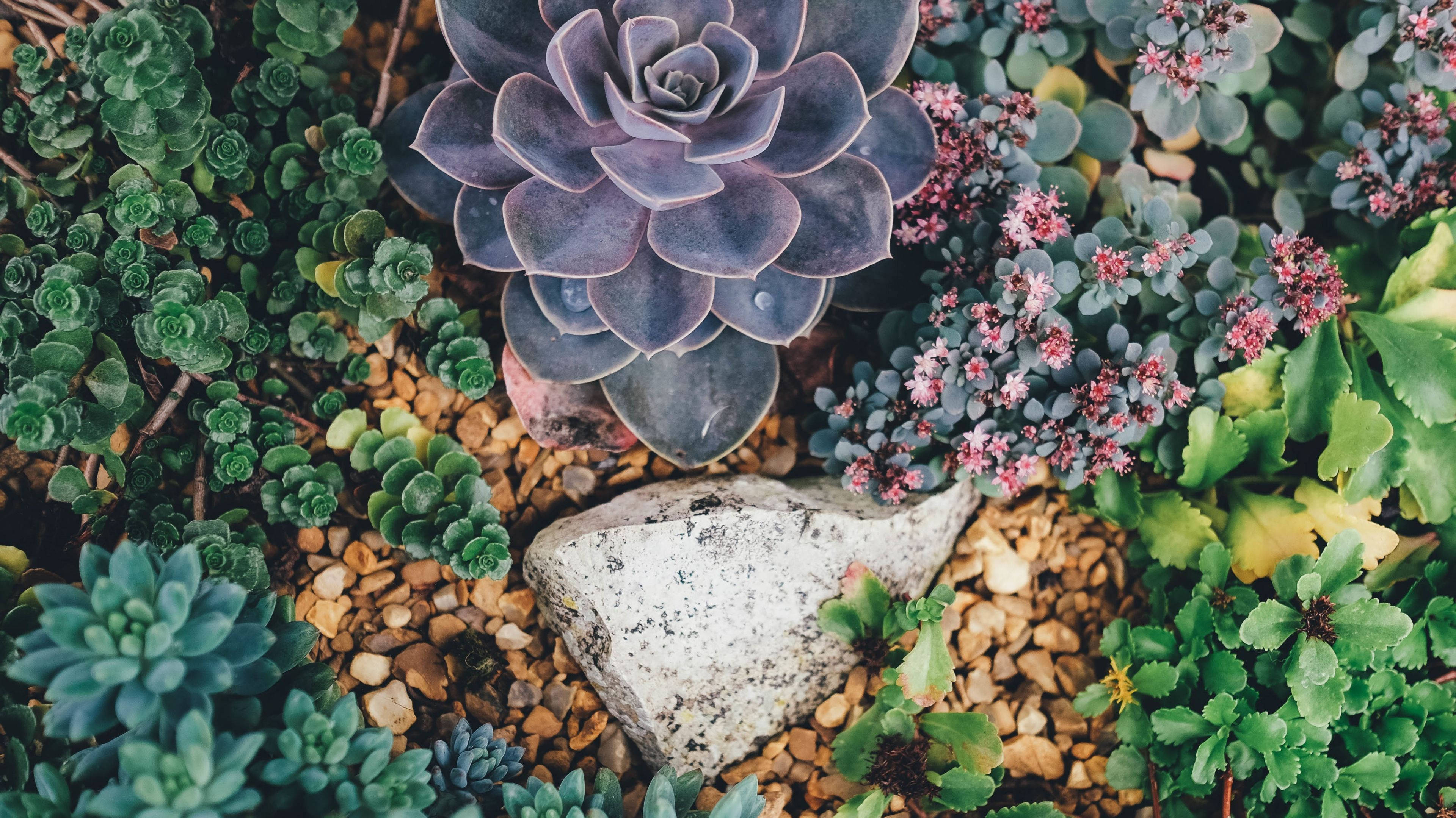 succulent plant, purple succulent, green foliage, 4K Desktop Wallpaper
