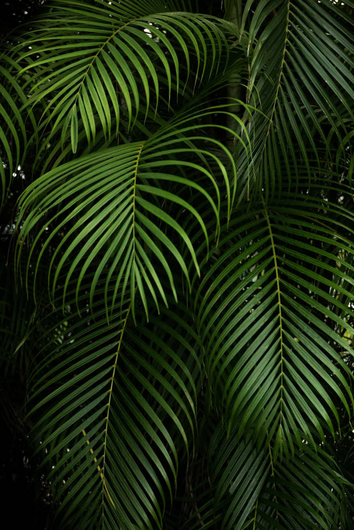 Big Green Leaves Aesthetic Phone, lush green palm fronds, dark background, SD Phone Wallpaper