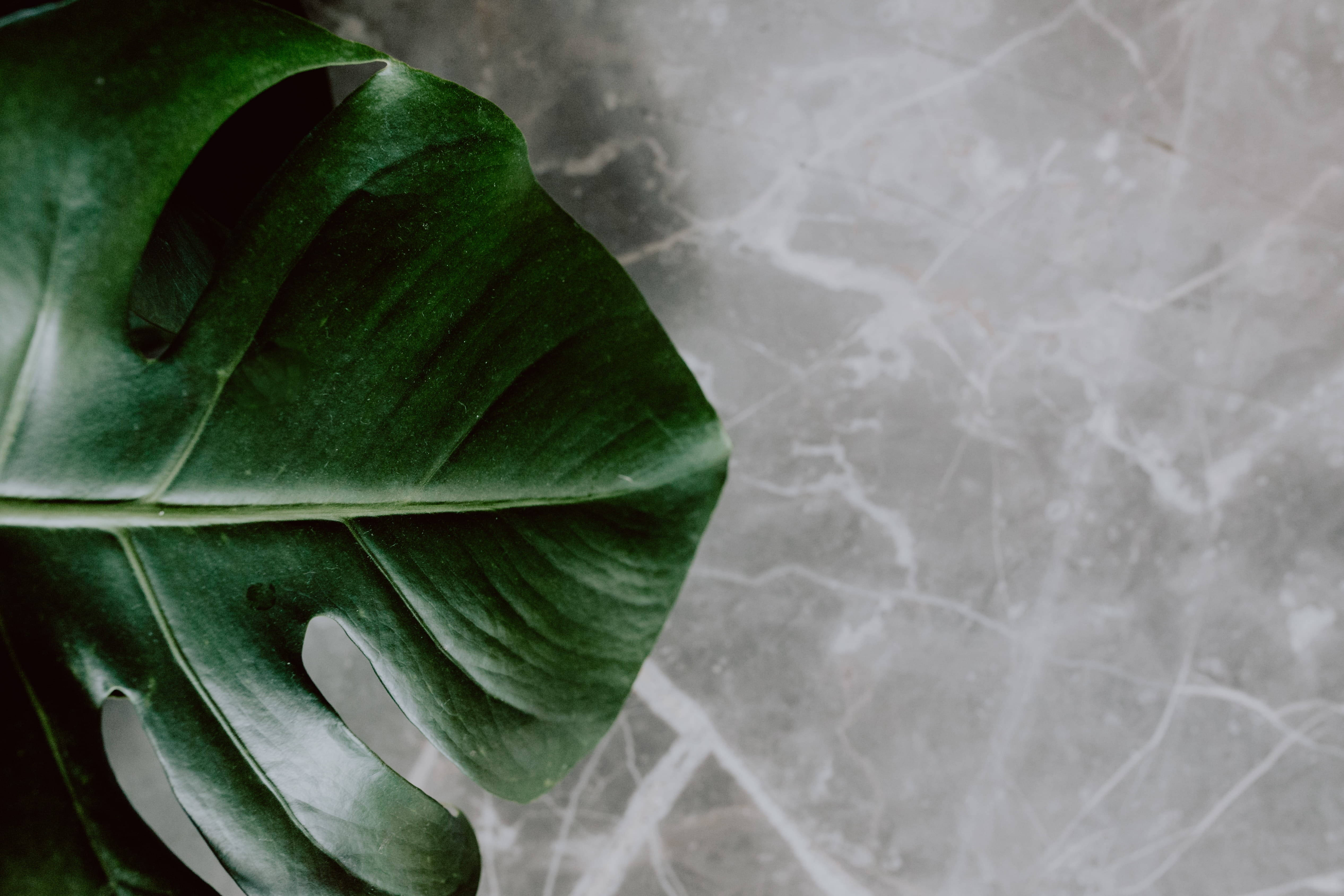 monstera, marble, cool gray, 4K Desktop Wallpaper