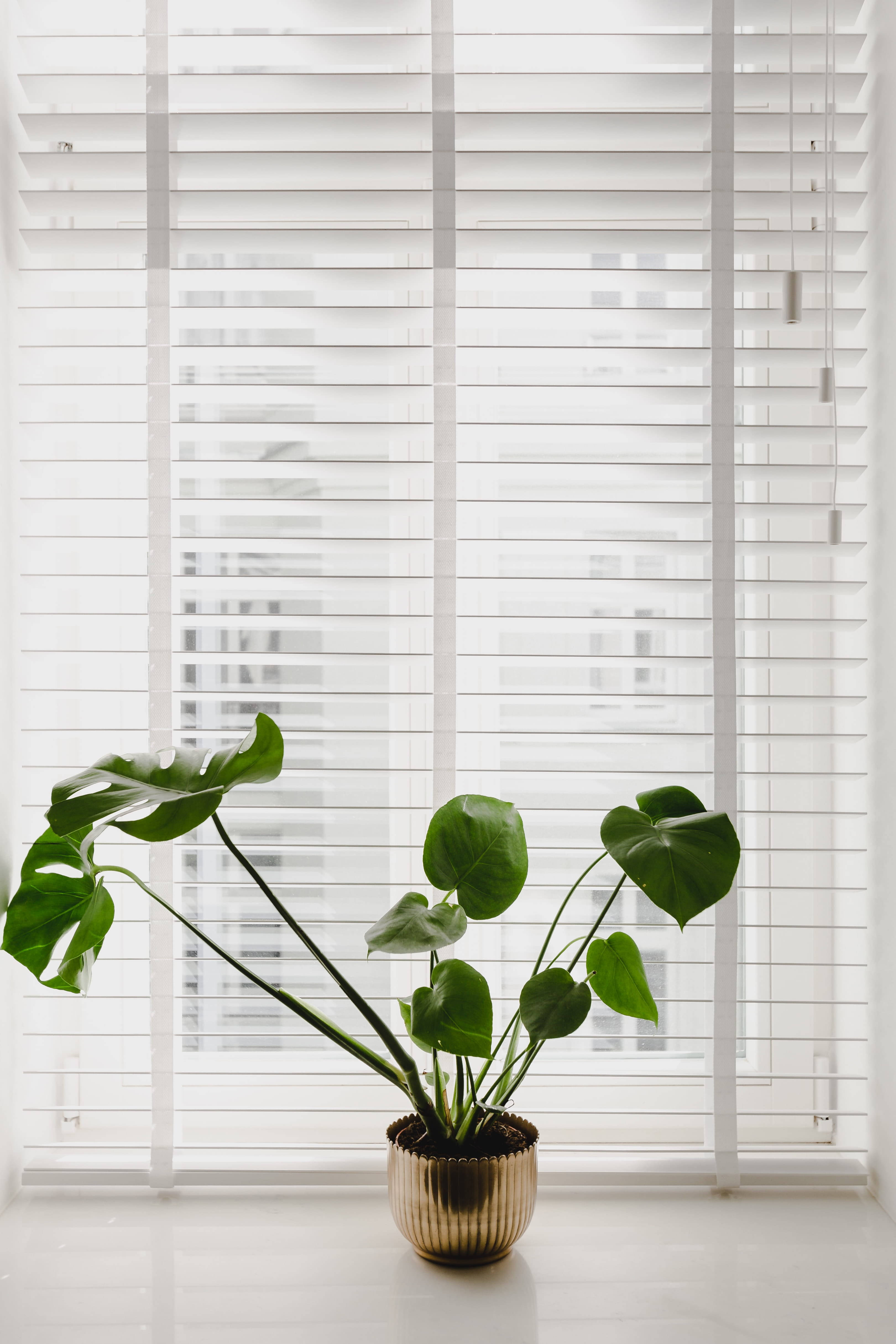 monstera plant, metallic pot, windowsill, 4K Phone Wallpaper