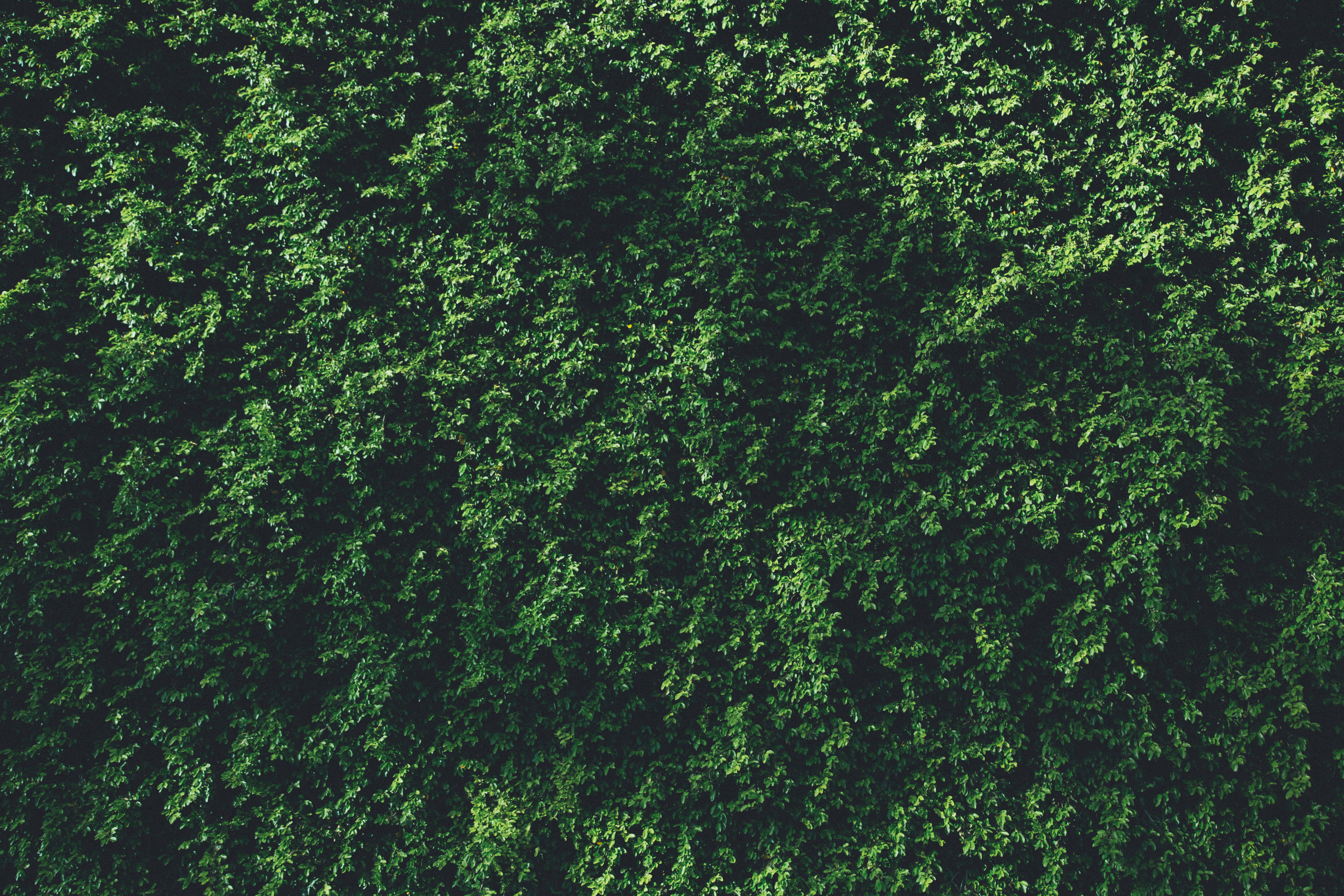 Wall Of Green Leaves, lush green foliage, dense overhead view, 5K Desktop Wallpaper