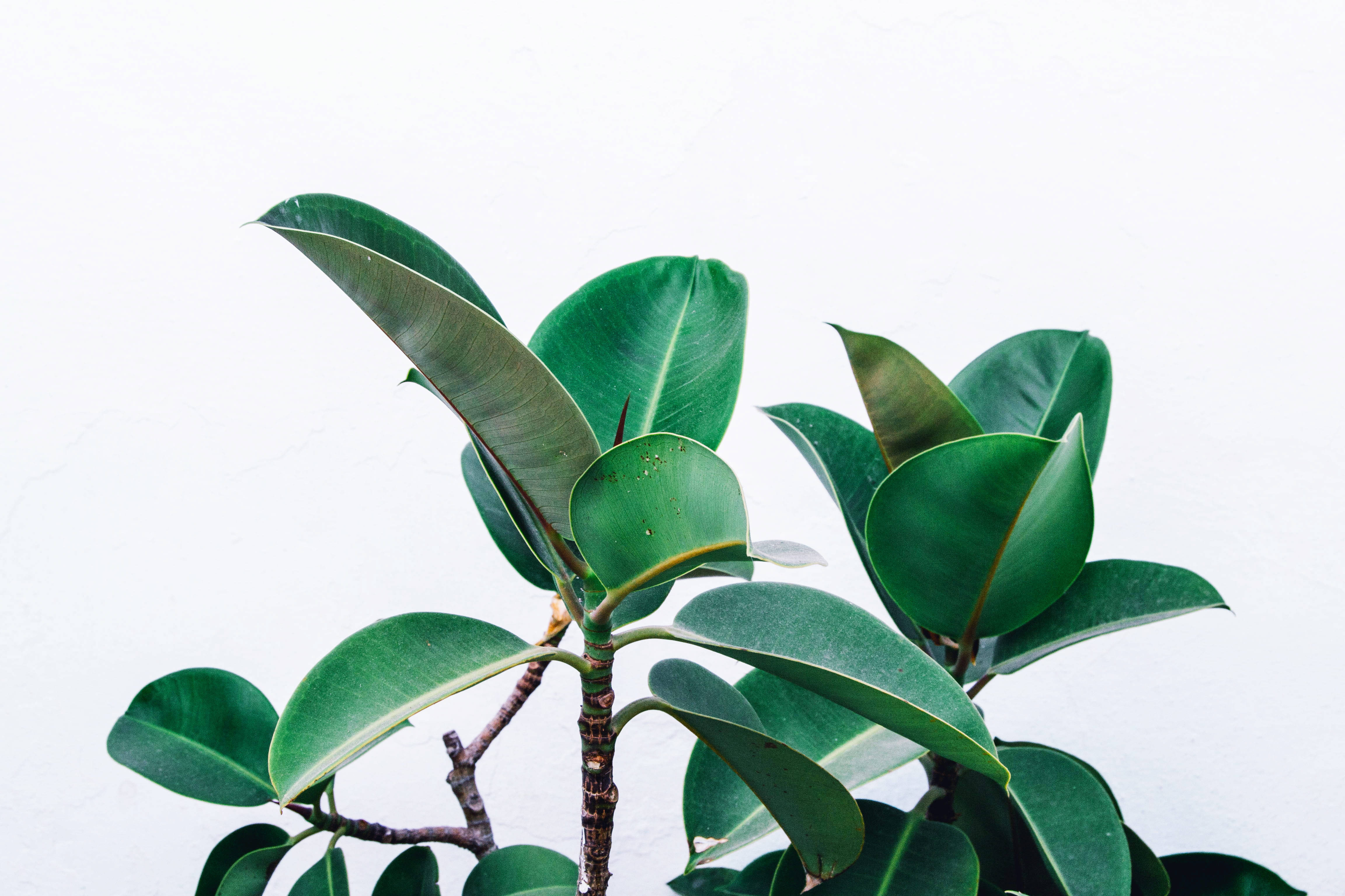 rubber fig plant, 4K, glossy texture, 4K Desktop Wallpaper