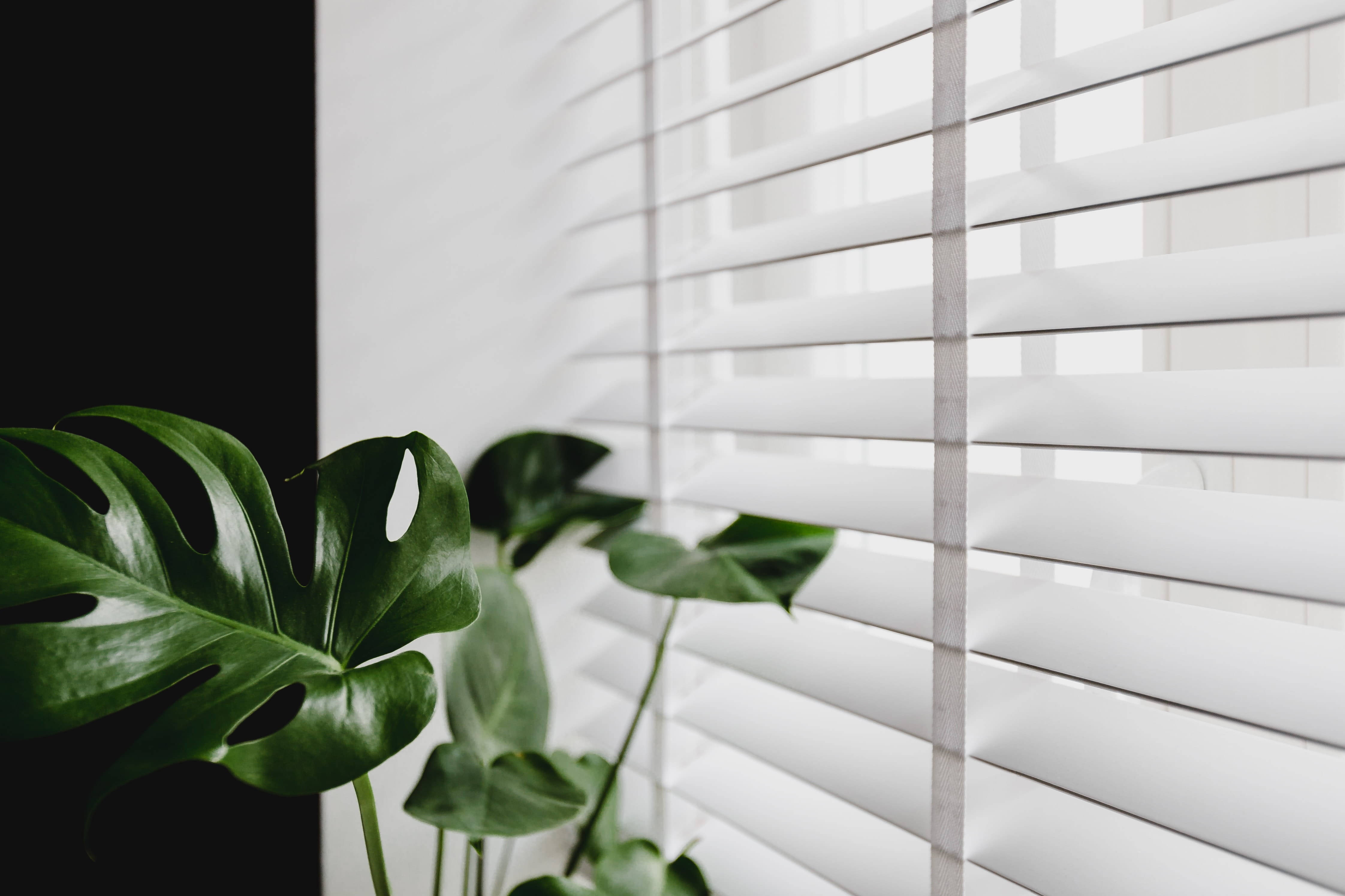 monstera, white horizontal blinds, stark black wall, 4K Desktop Wallpaper