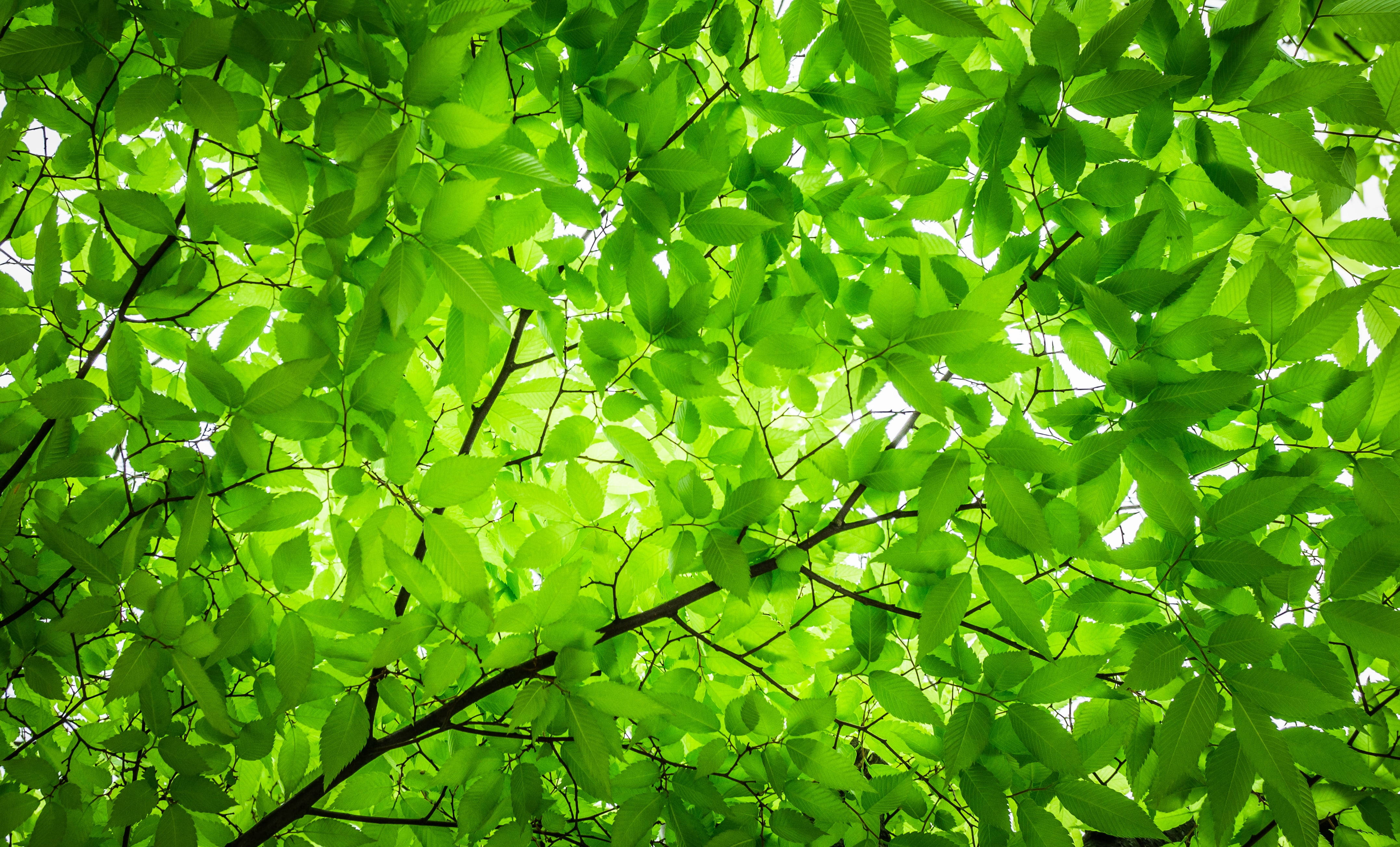 sunlight, green leaves, dense canopy, 4K Desktop Wallpaper