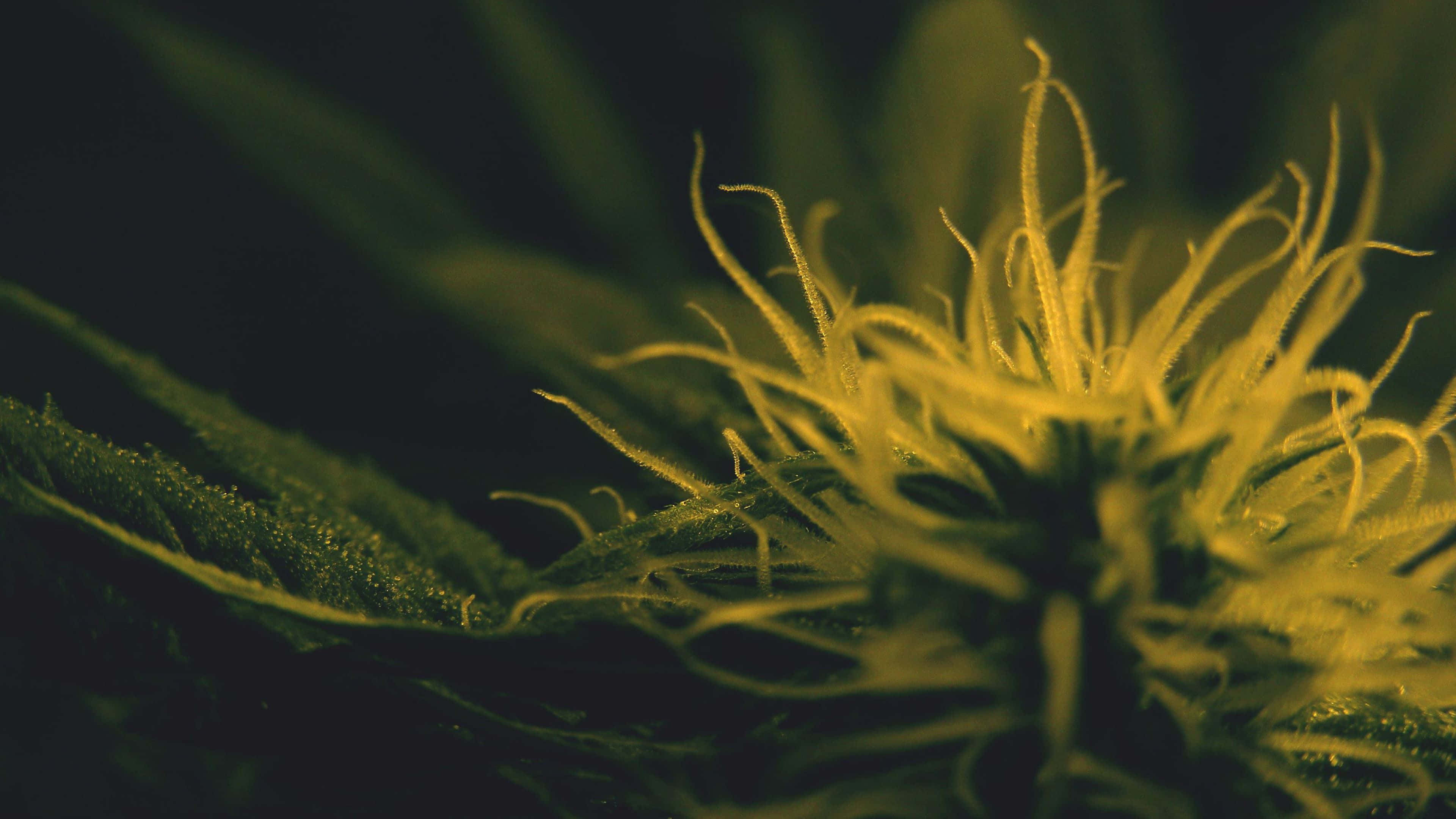 4K Marijuana, cannabis bud, golden trichomes, 4K Desktop Wallpaper