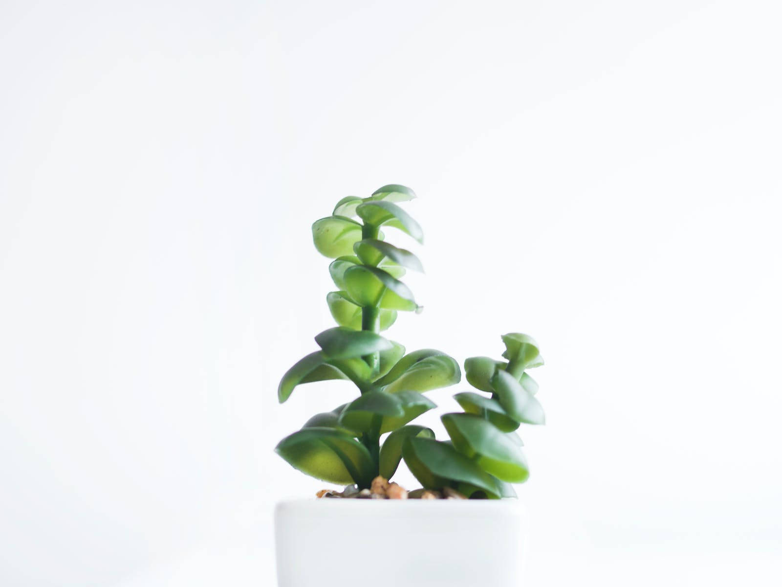 4K, white background, vibrant green succulent, HD Desktop Wallpaper