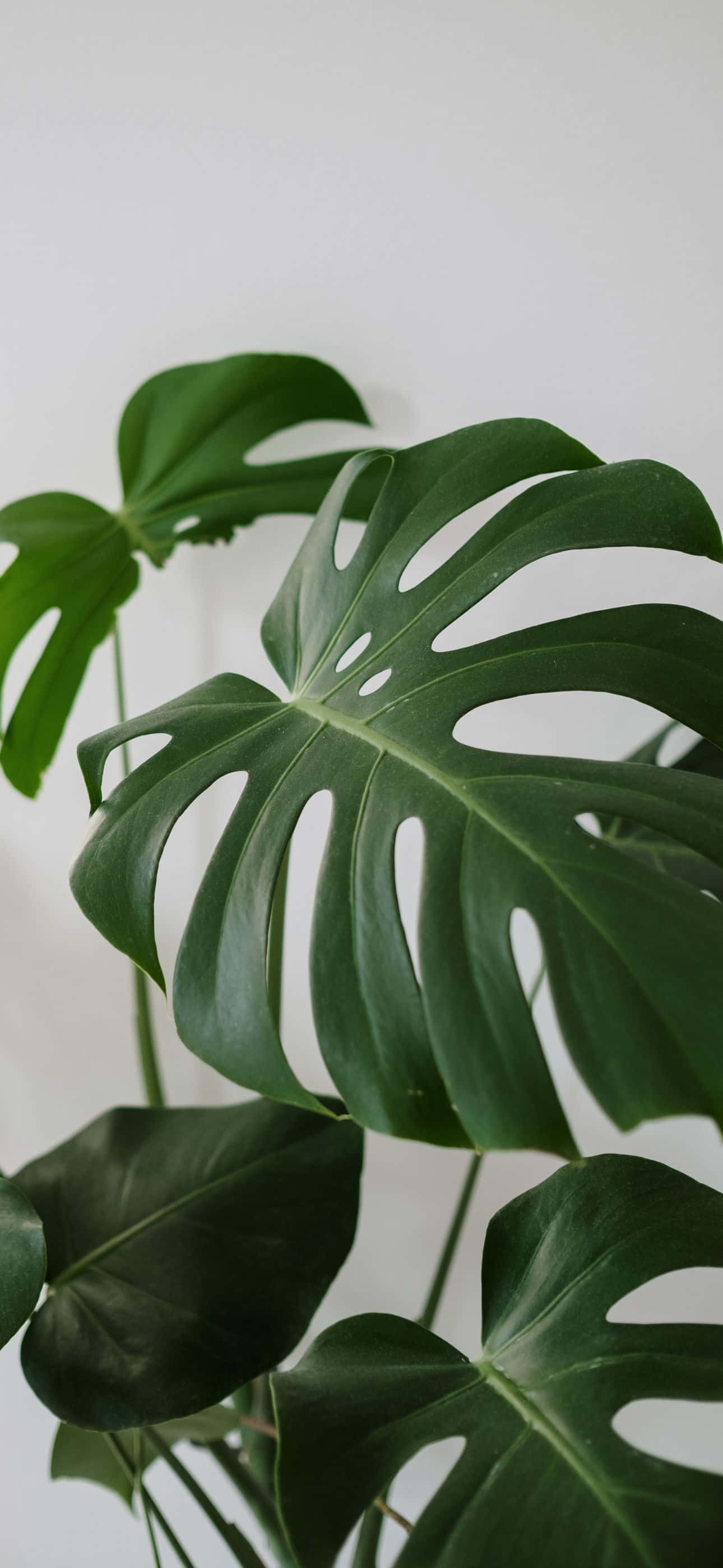 monstera, large glossy leaves, natural splits, 2K Phone Wallpaper