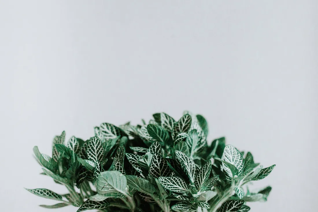 Plant Aesthetic Desktop