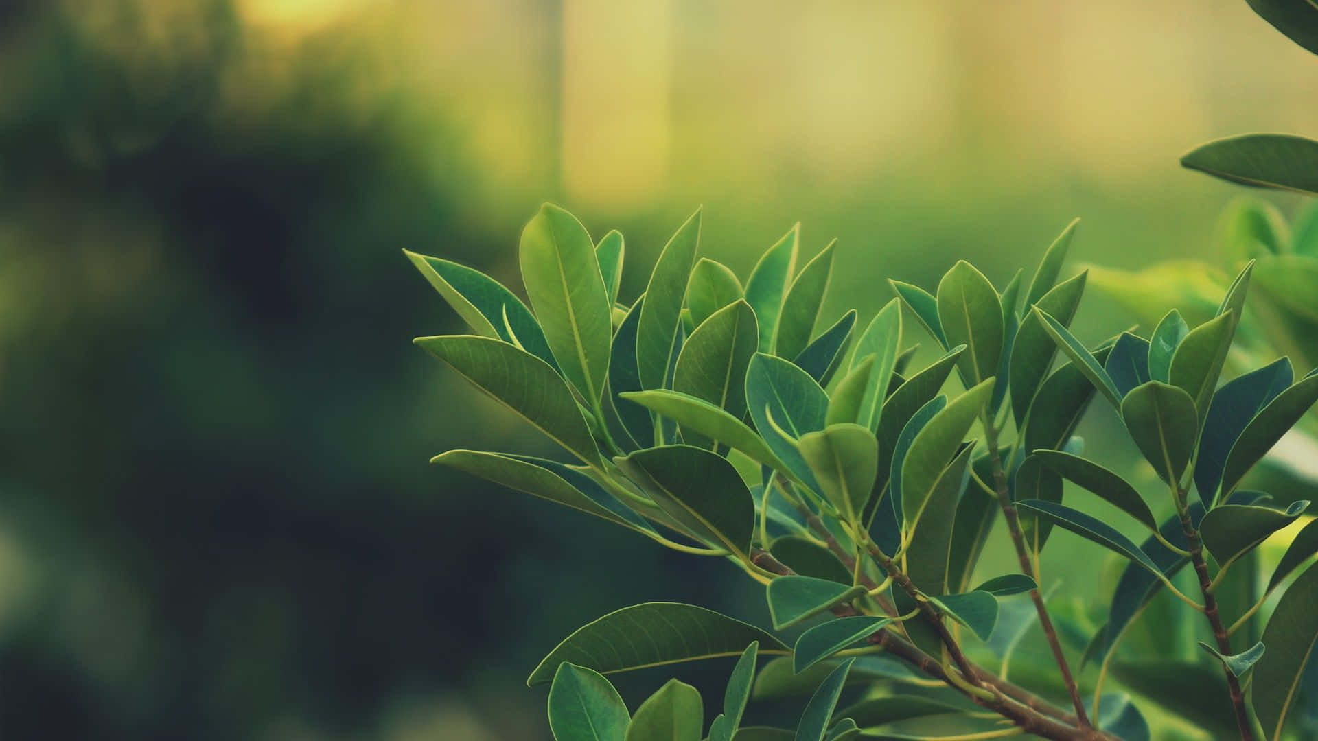 Plant Aesthetic Desktop, sunlit green leaves, dew, Full HD Desktop Wallpaper