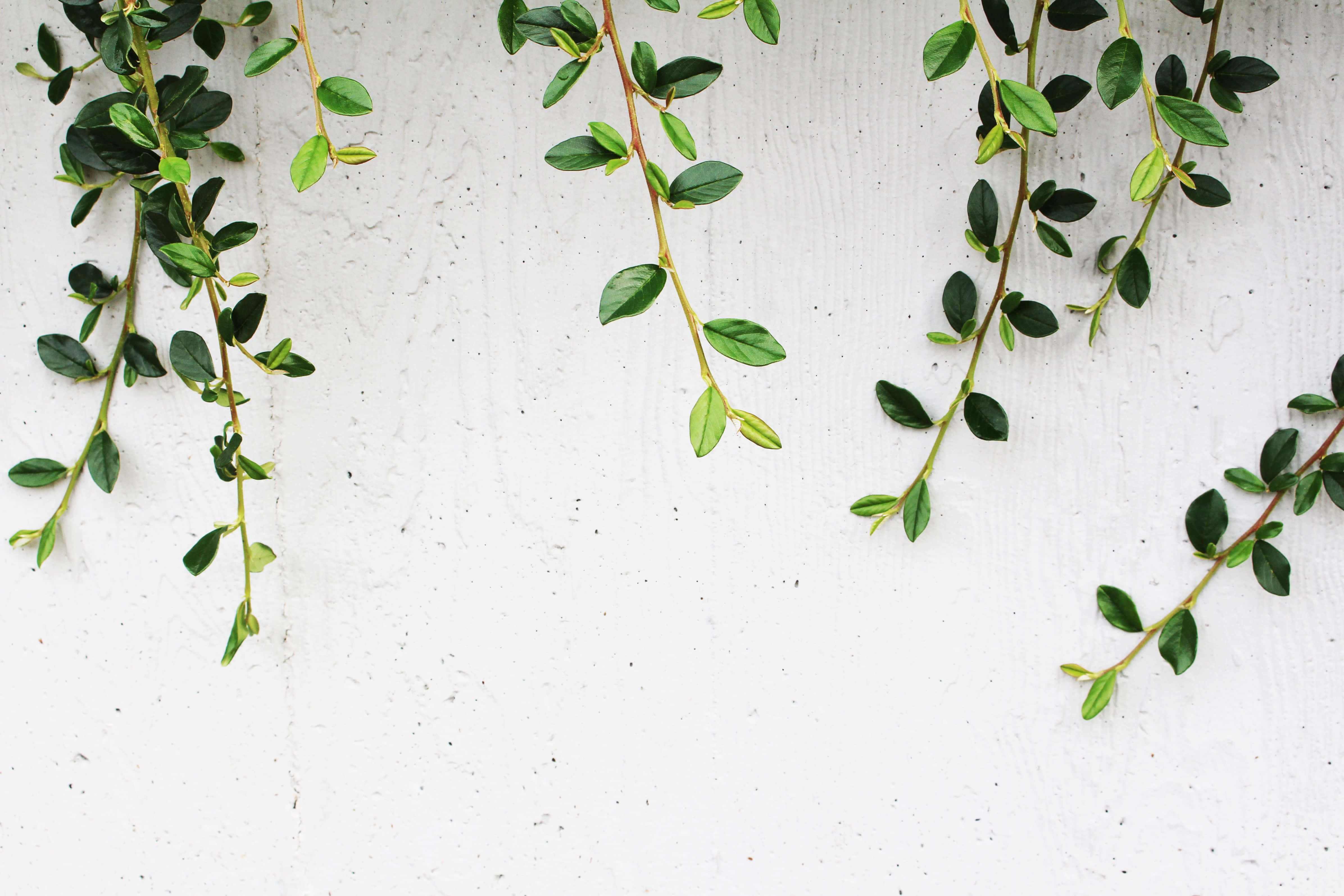 white wall, plant, fresh green vines, 4K Desktop Wallpaper