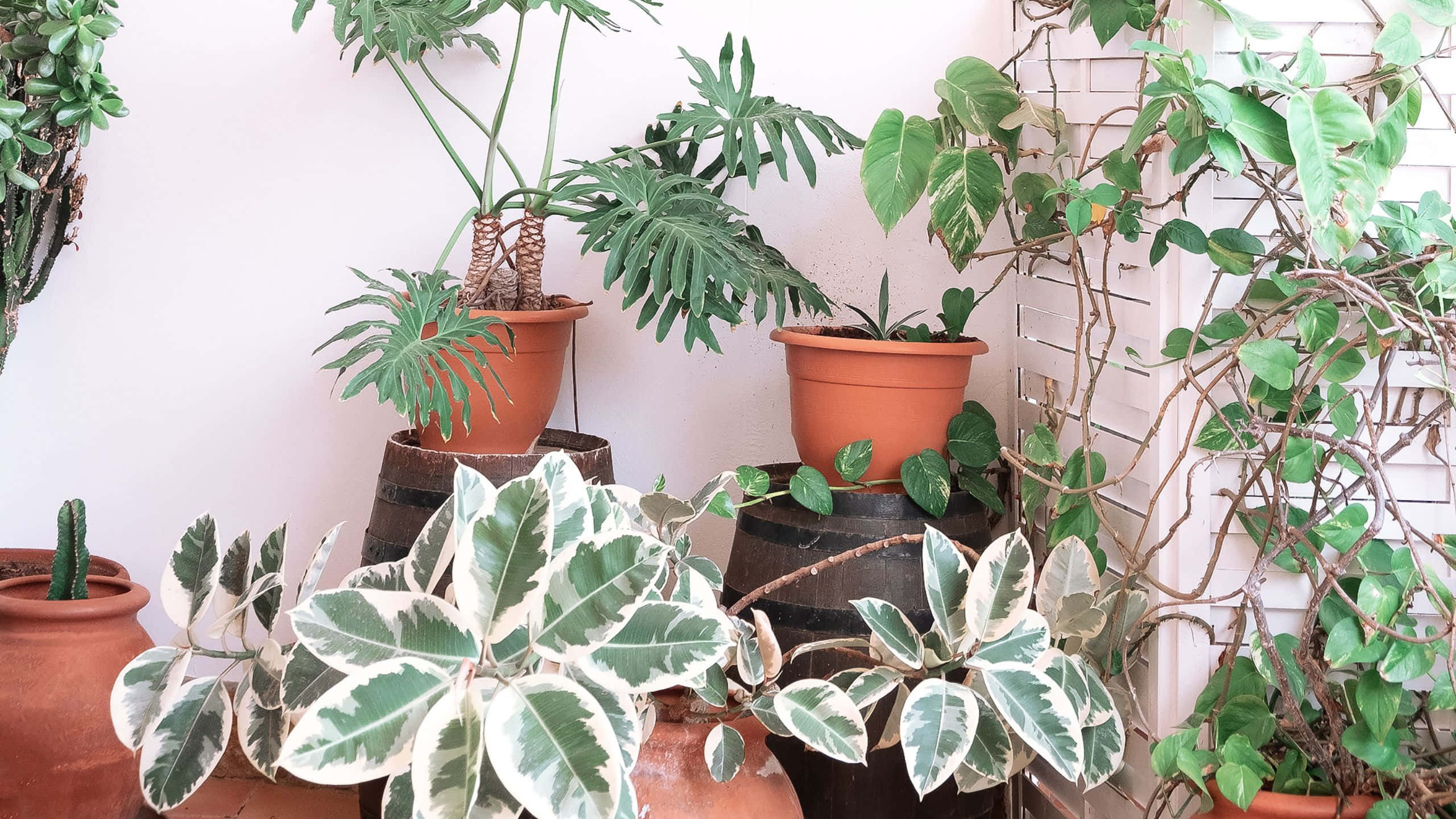 Plant Aesthetic Desktop, lush green potted plants, variegated leaves, 2K Desktop Wallpaper
