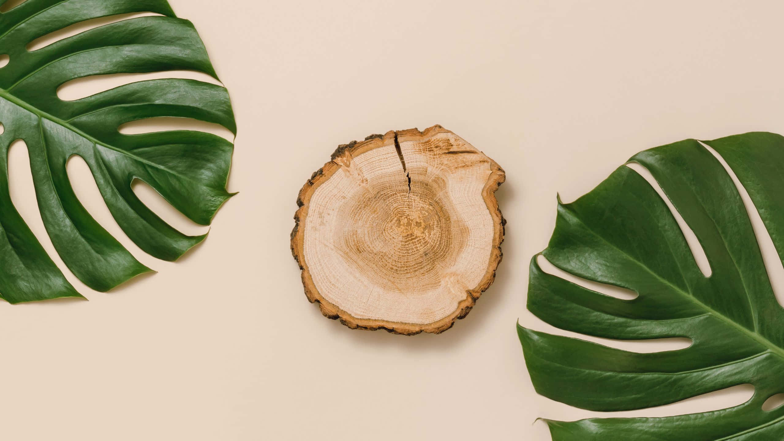 monstera leaves, wood slice, beige background, 2K Desktop Wallpaper