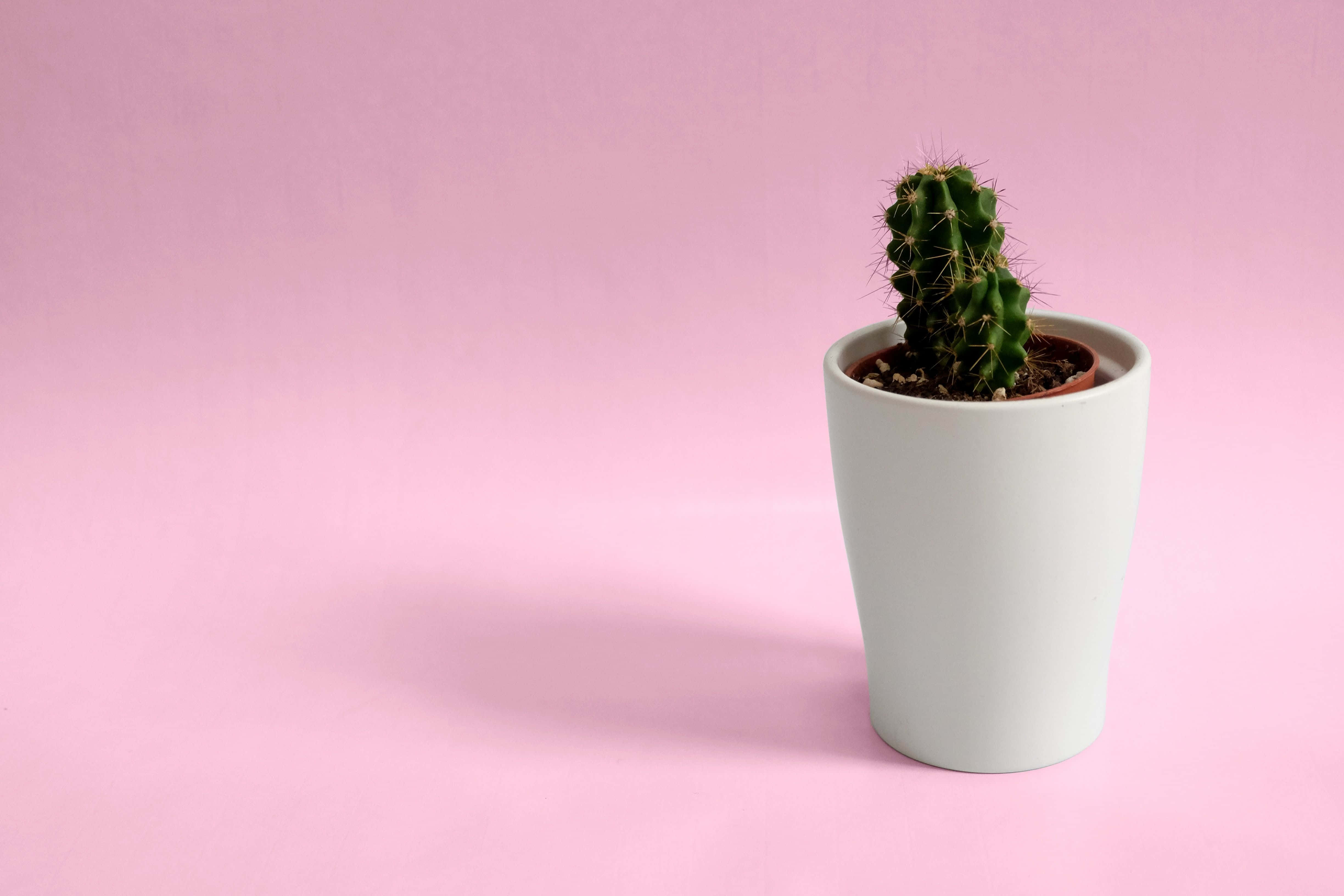 mini cactus, white ceramic pot, soft pink background, 4K Desktop Wallpaper