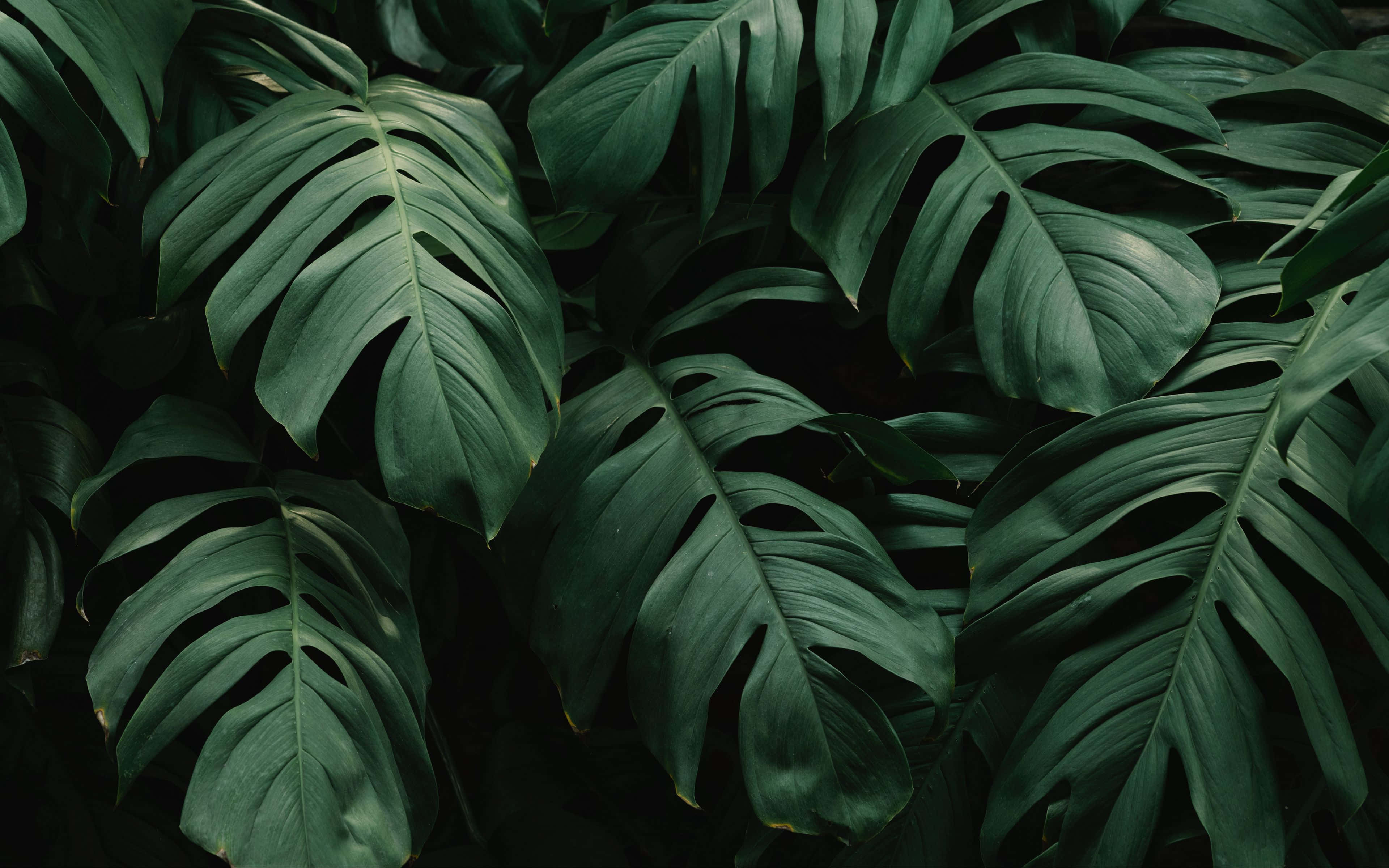 monstera, deep green, tropical canopy, 4K Desktop Wallpaper
