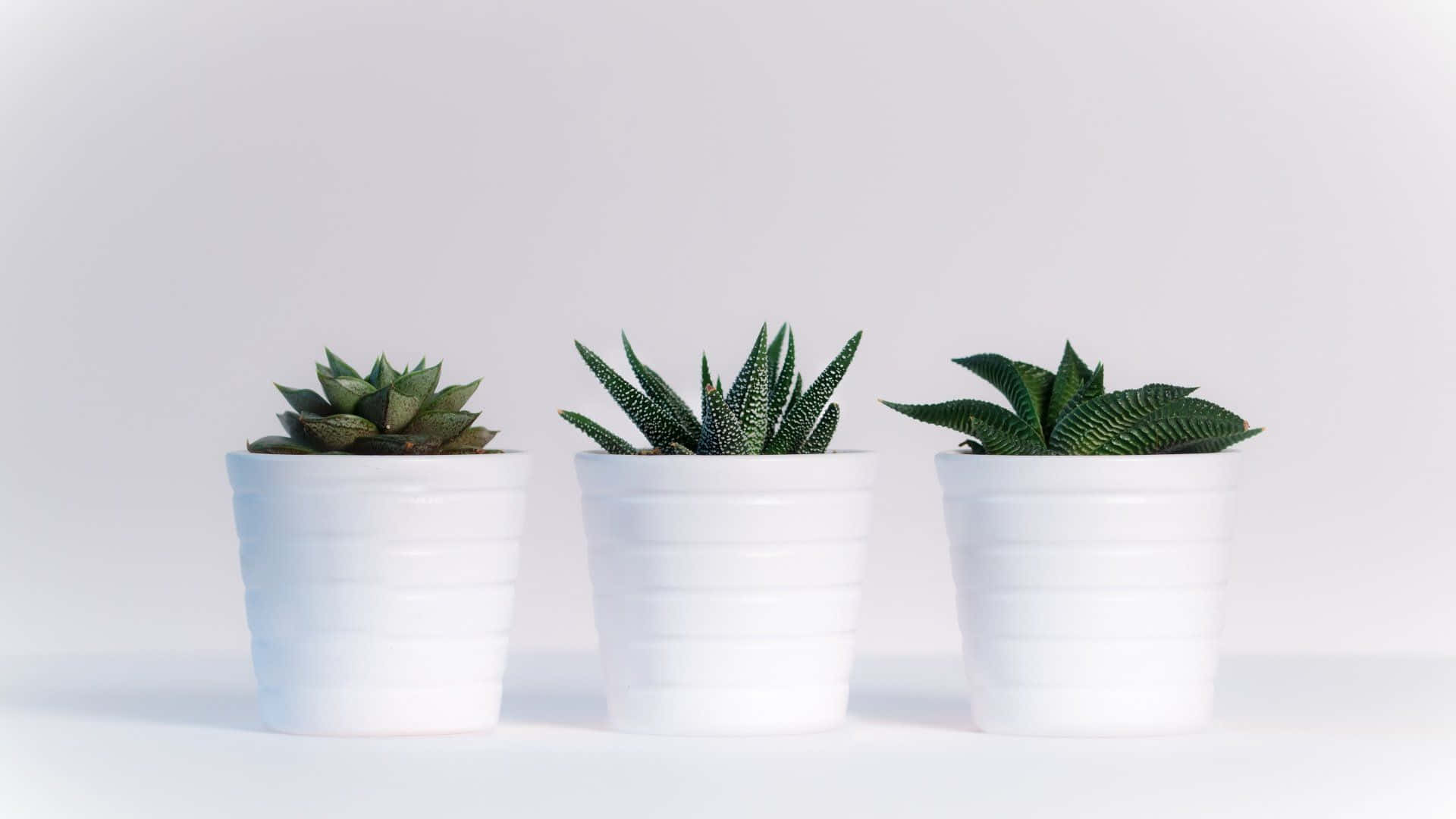 white ceramic pots, succulents, seamless bright white background, Full HD Desktop Wallpaper