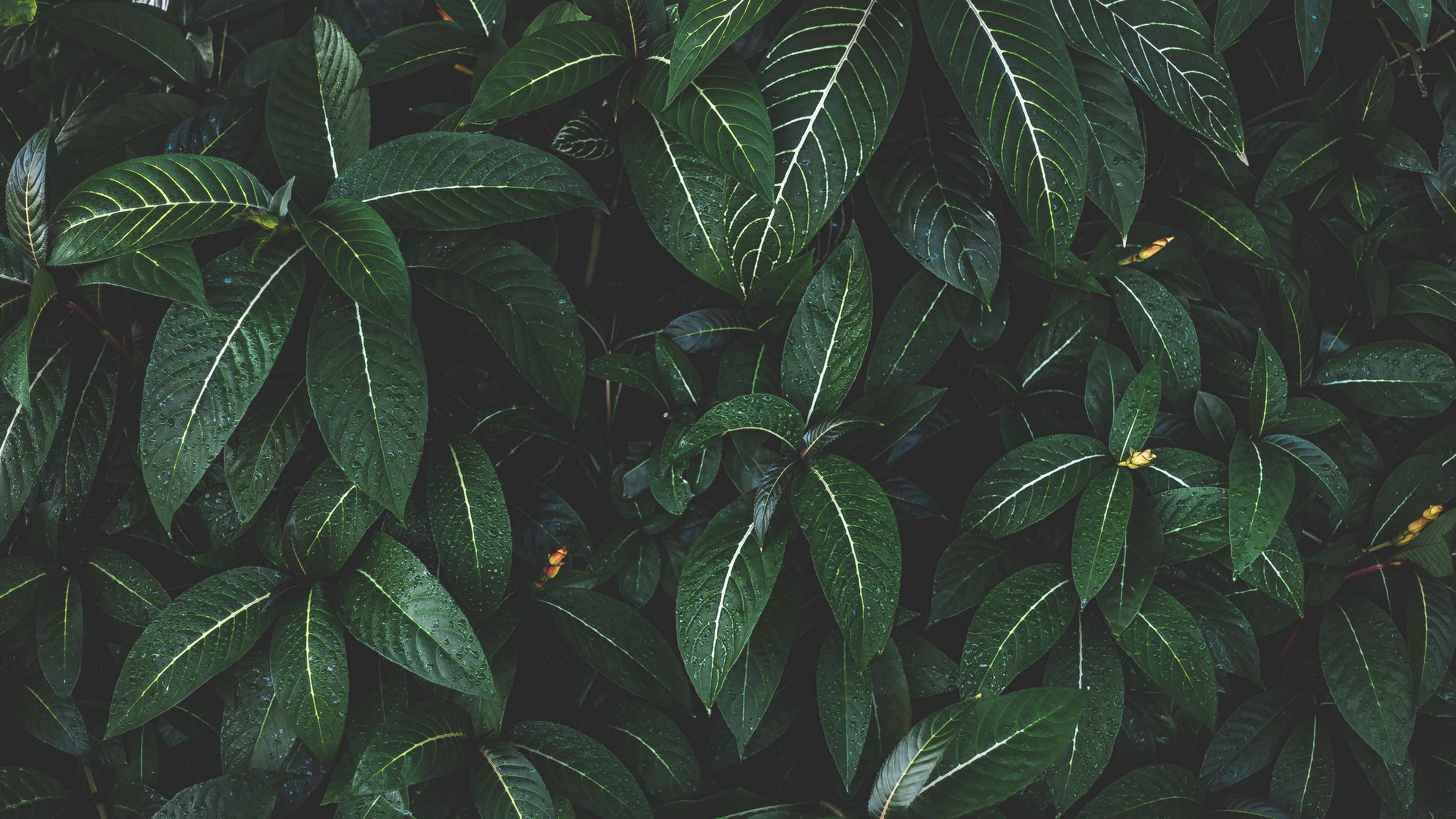 leaves with stripes, dark green leaves, bright white veins, 4K Desktop Wallpaper