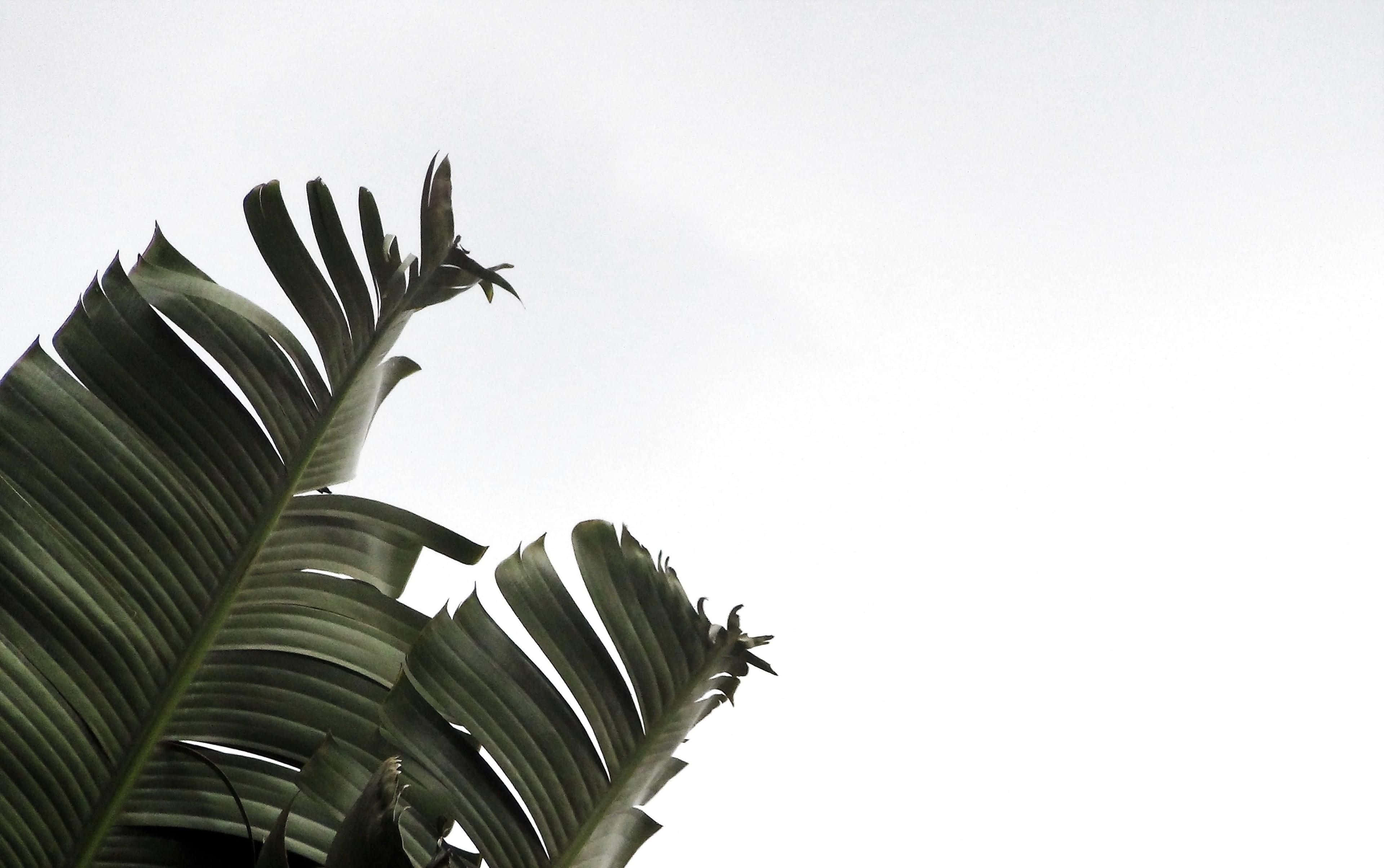 banana leaves, soft overcast sky, minimalist tropical composition, 4K Desktop Wallpaper