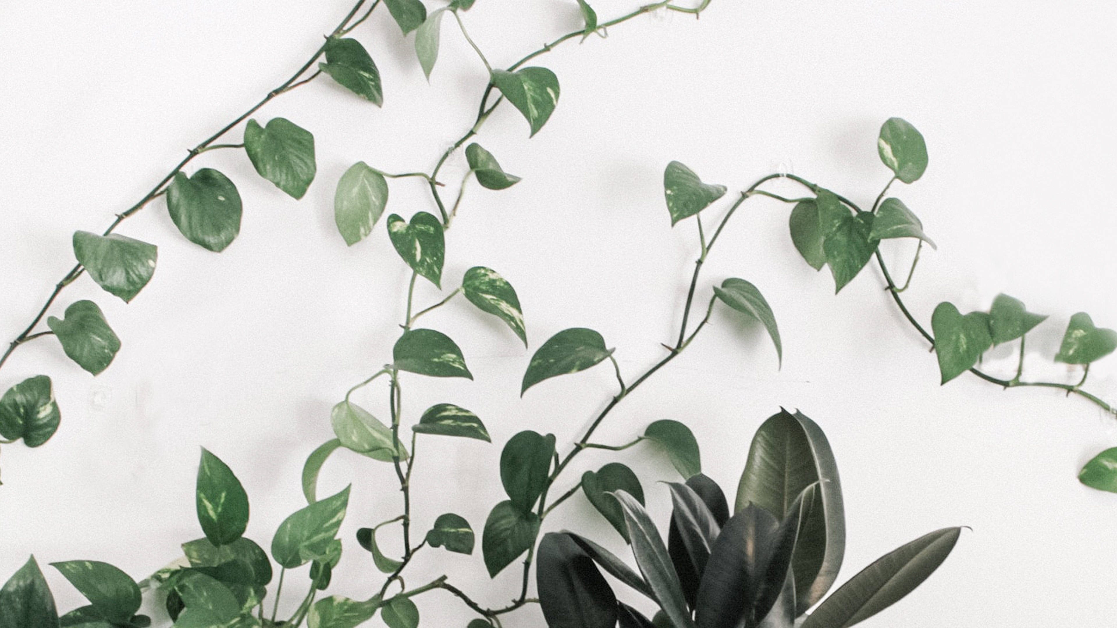 minimalist plant, vining green heart-shaped leaves, clean white wall, 4K Desktop Wallpaper