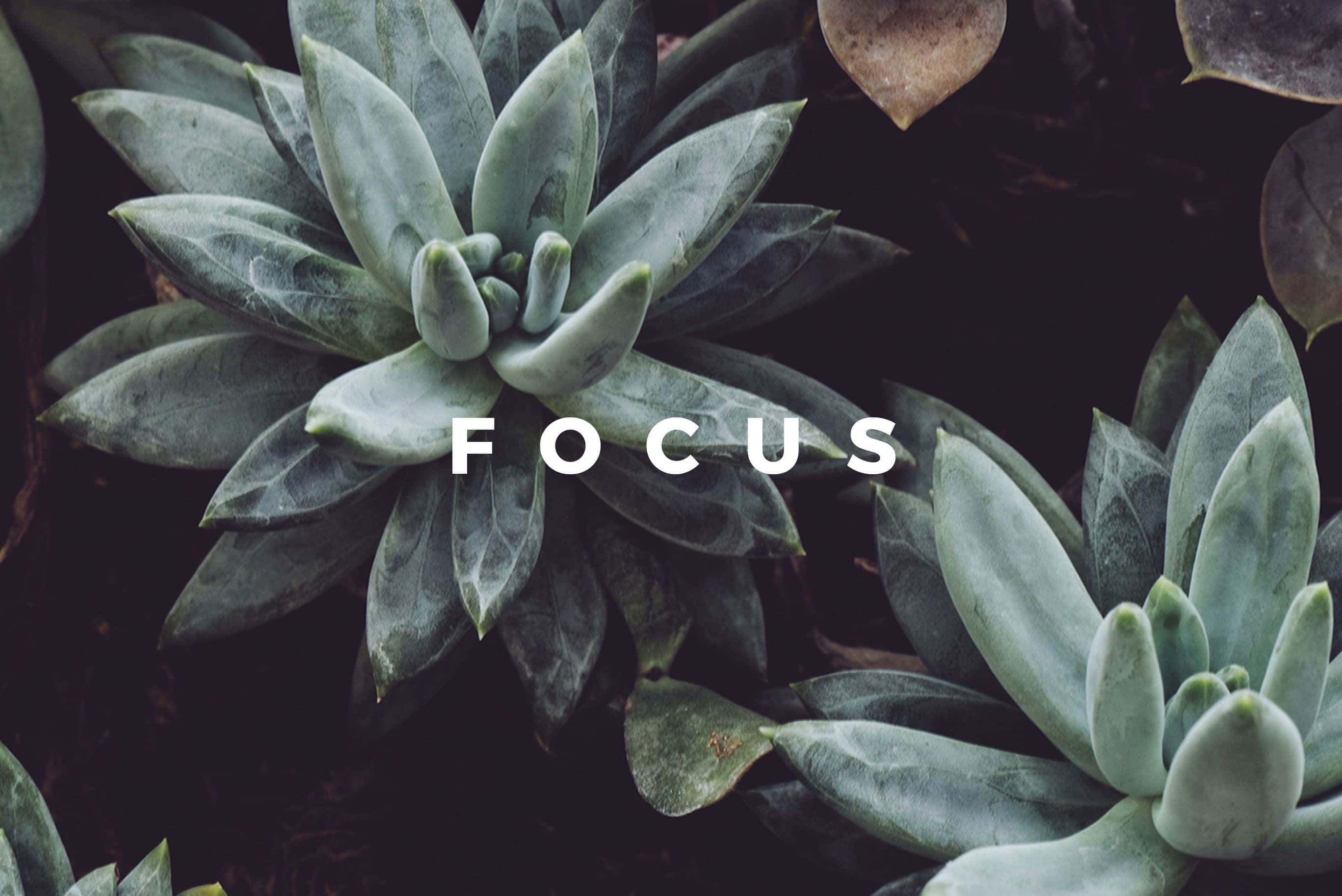 plant aesthetic desktop, pale green succulents, white text, 2K Desktop Wallpaper