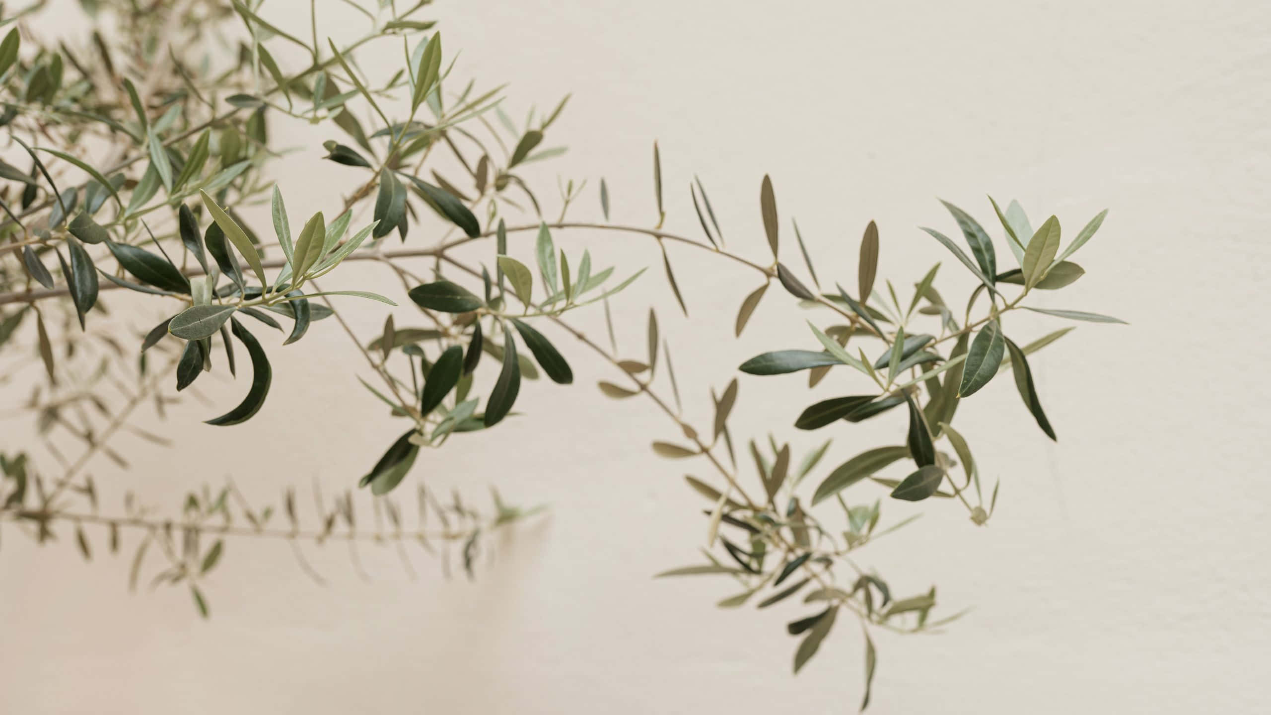 olive branches, slender leaves, soft beige wall, 2K Desktop Wallpaper